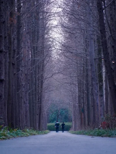 Two people walking in a serene forest path lined with tall trees