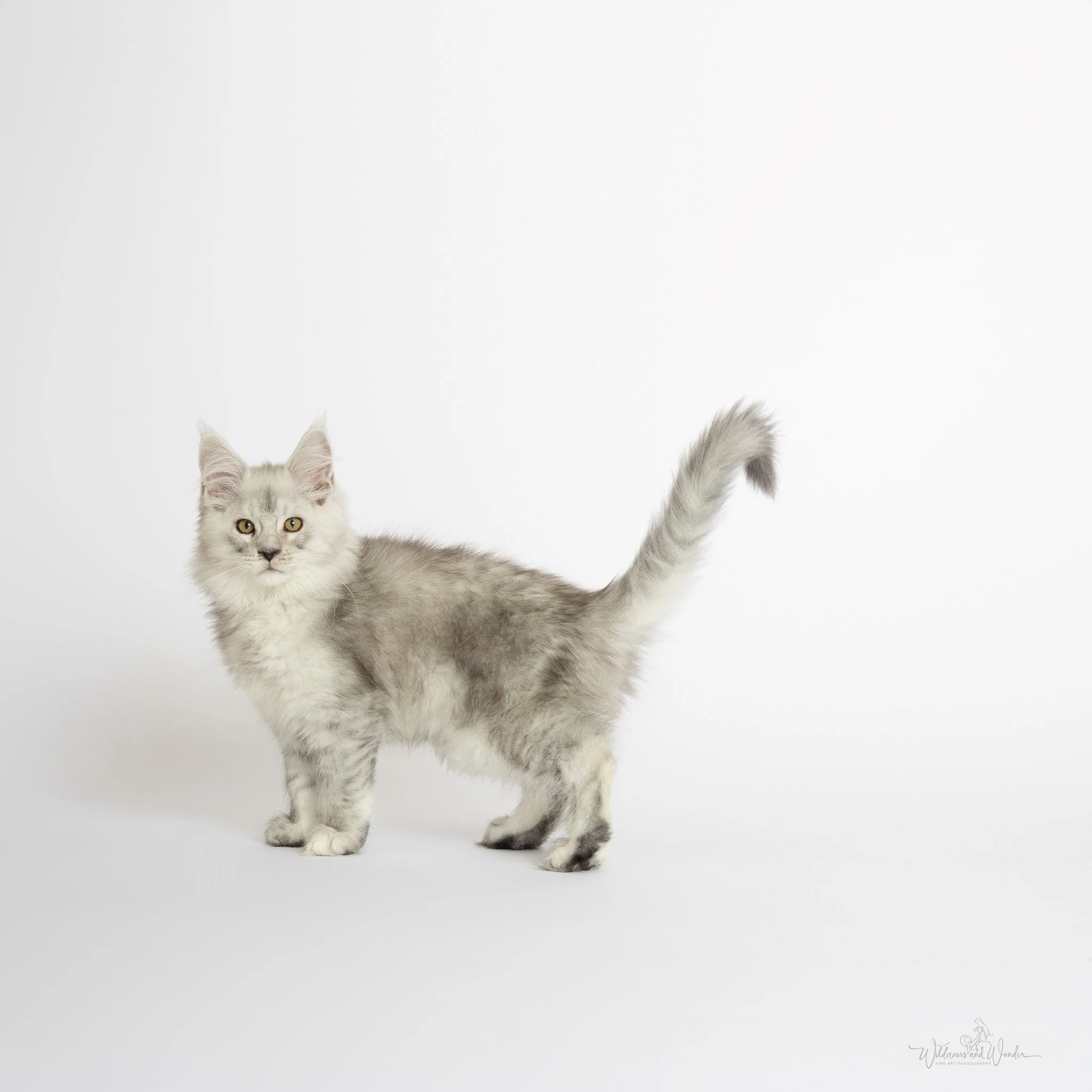 A fluffy gray and white cat standing against a plain white background