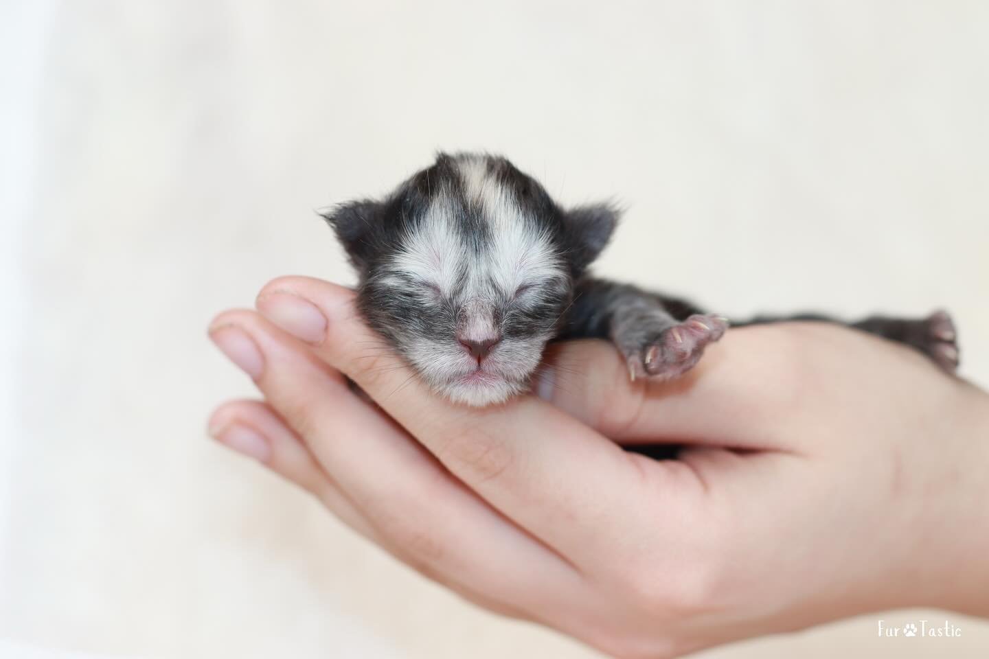 LUMI: A word rooted from Finnish language meaning &ldquo;luminous snow&rdquo;. This name captures the mystique and ethereal beauty of snow, a natural phenomenon.

🏔️Lumi of CharlieMCattery🏔️

🩷Female🩷

🩶High Black Smoke Tortoishell🩶