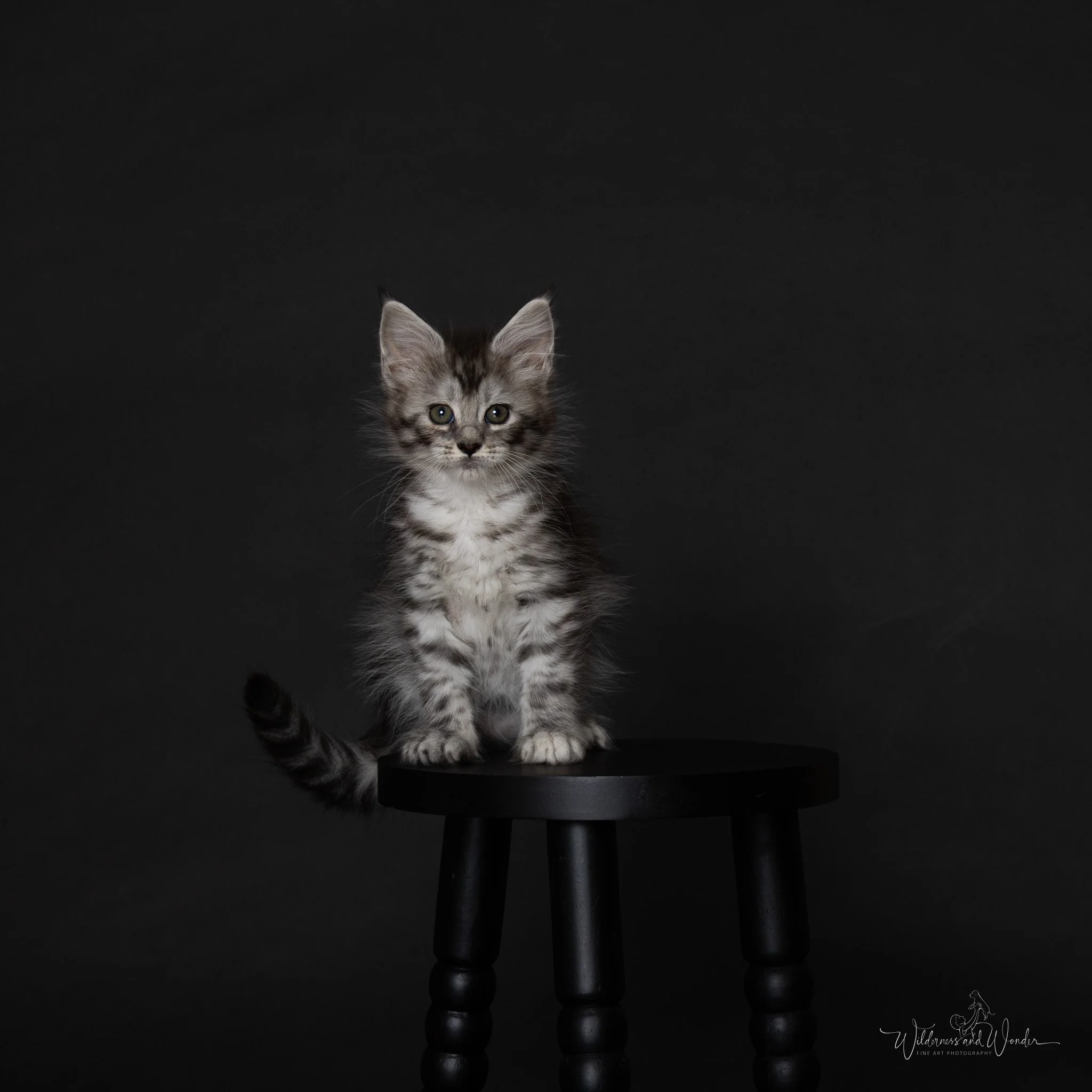A silver tabby gray kitten sitting on a black stool against a dark background.