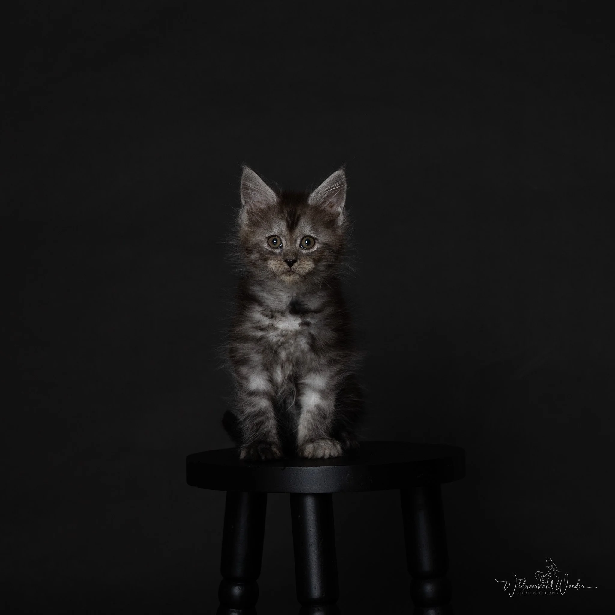 A black smoke kitten sitting on a black stool against a dark background.