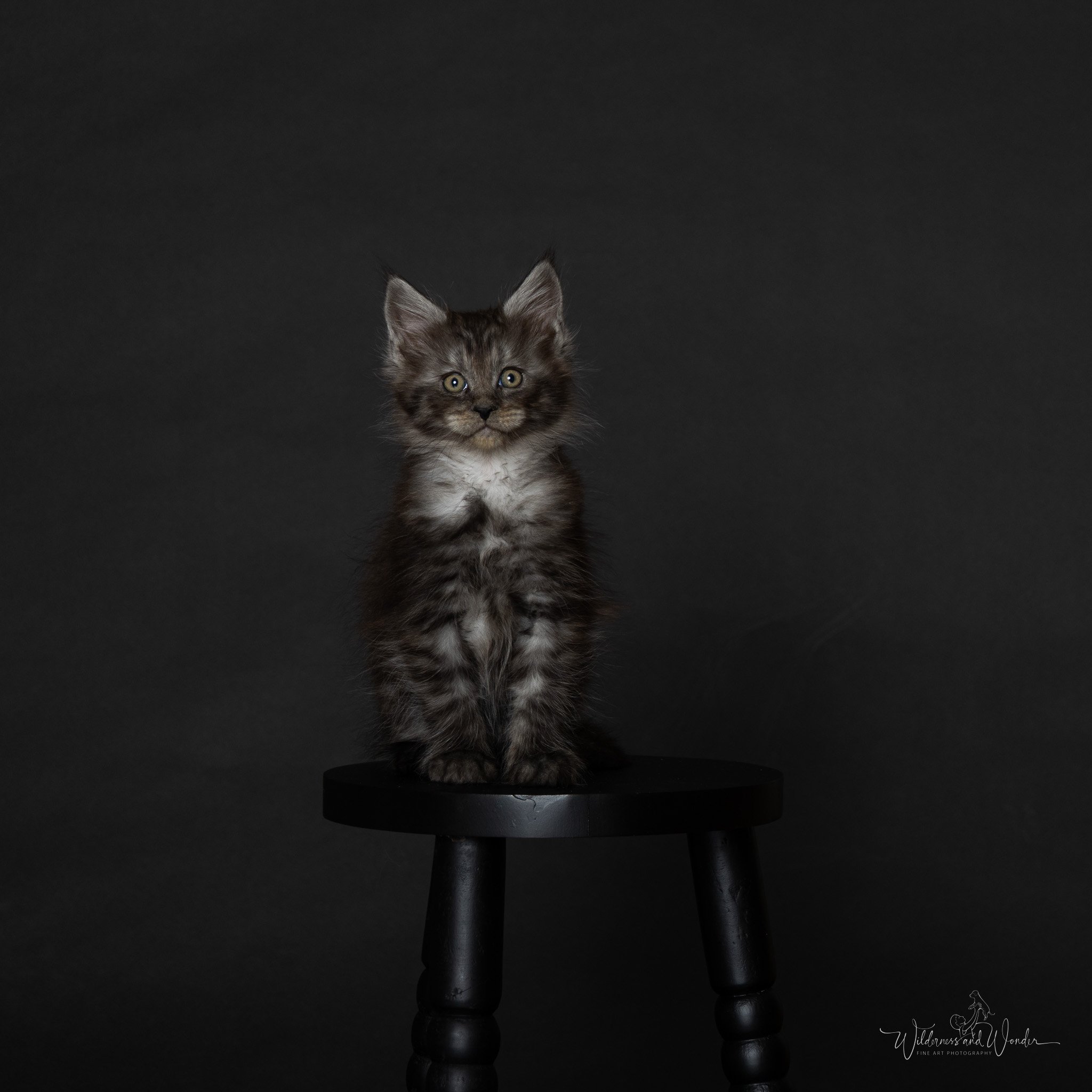 A fluffy black smoke kitten sitting on a small black wooden stool against a dark background.