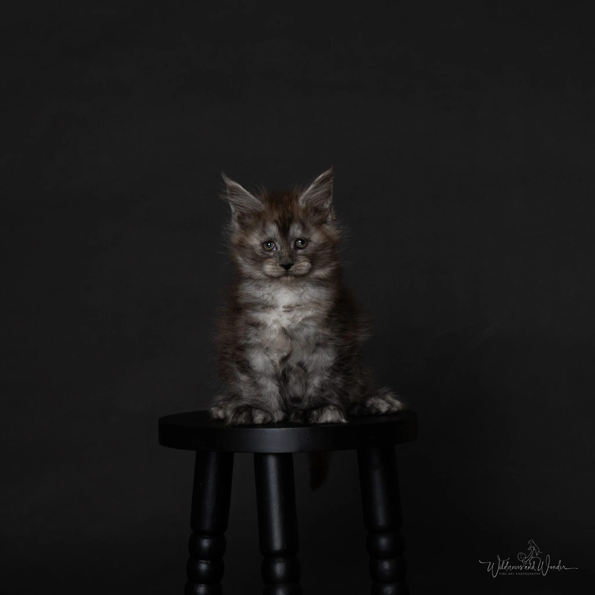 A black smoke furry kitten sitting on a small black stool against a dark background.