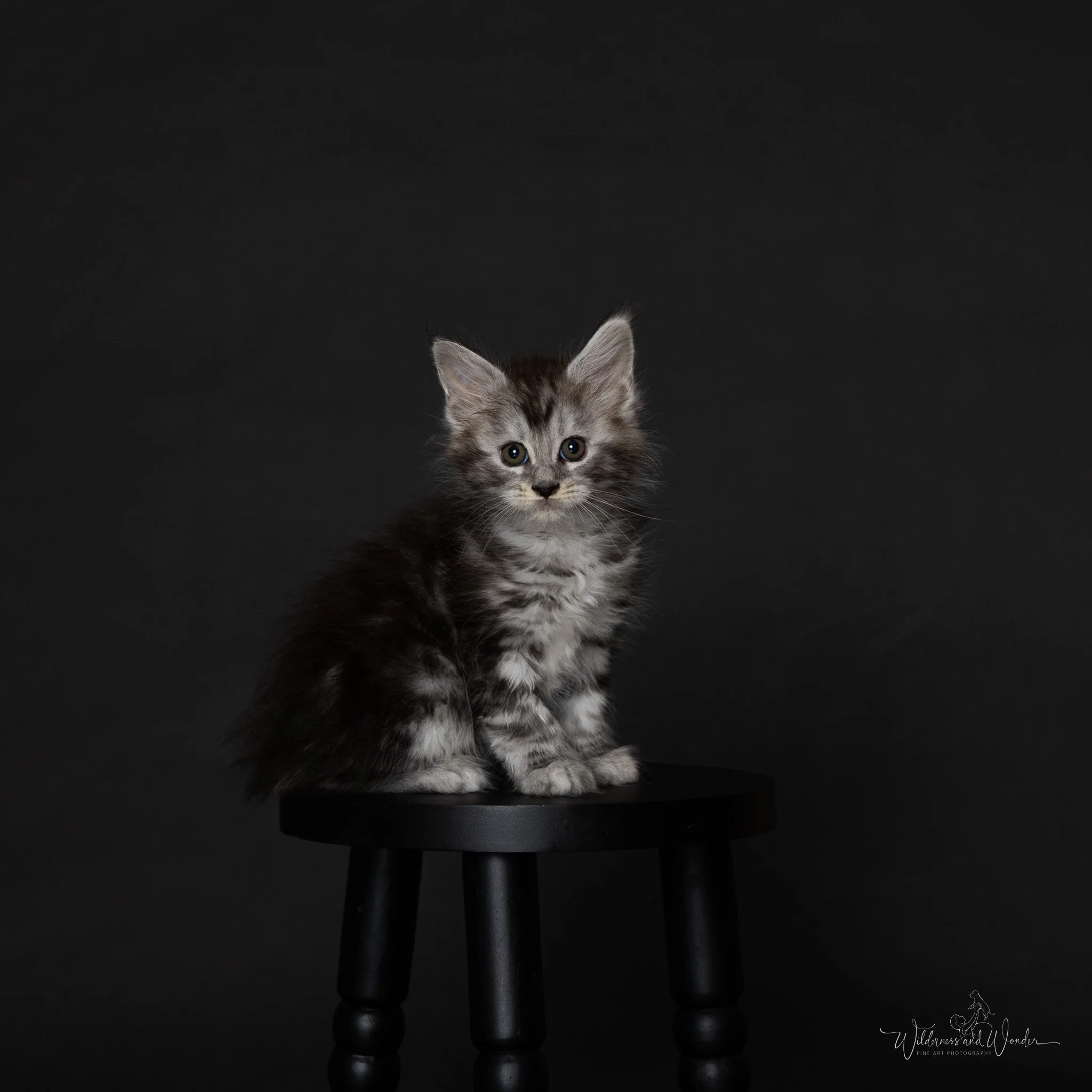 A silver tabby kitten with black and white markings sits on a black stool against a dark background, looking directly at the camera.