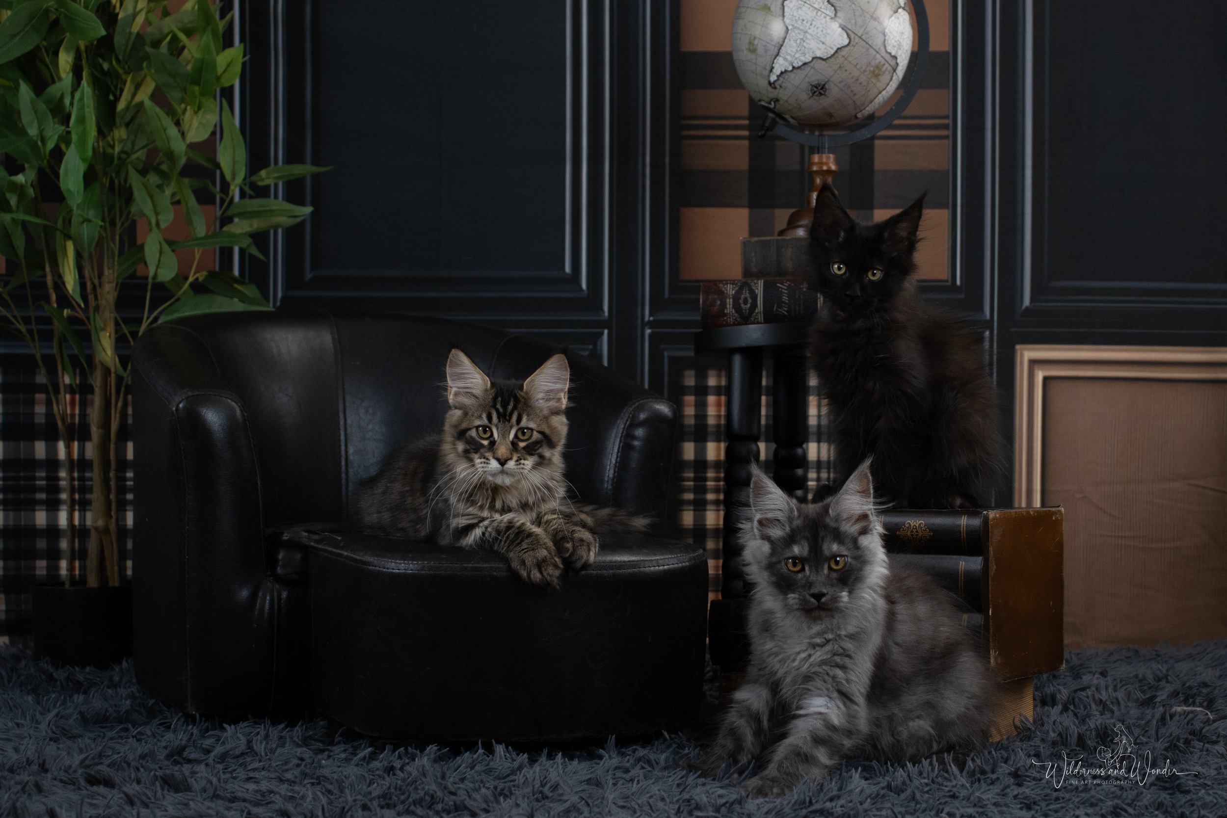 Three cats in a room with dark walls and furniture; one lying on a black leather chair, one sitting on a wooden crate, and one on a table. There is a globe and a bookshelf behind them, with a large plant to the left.