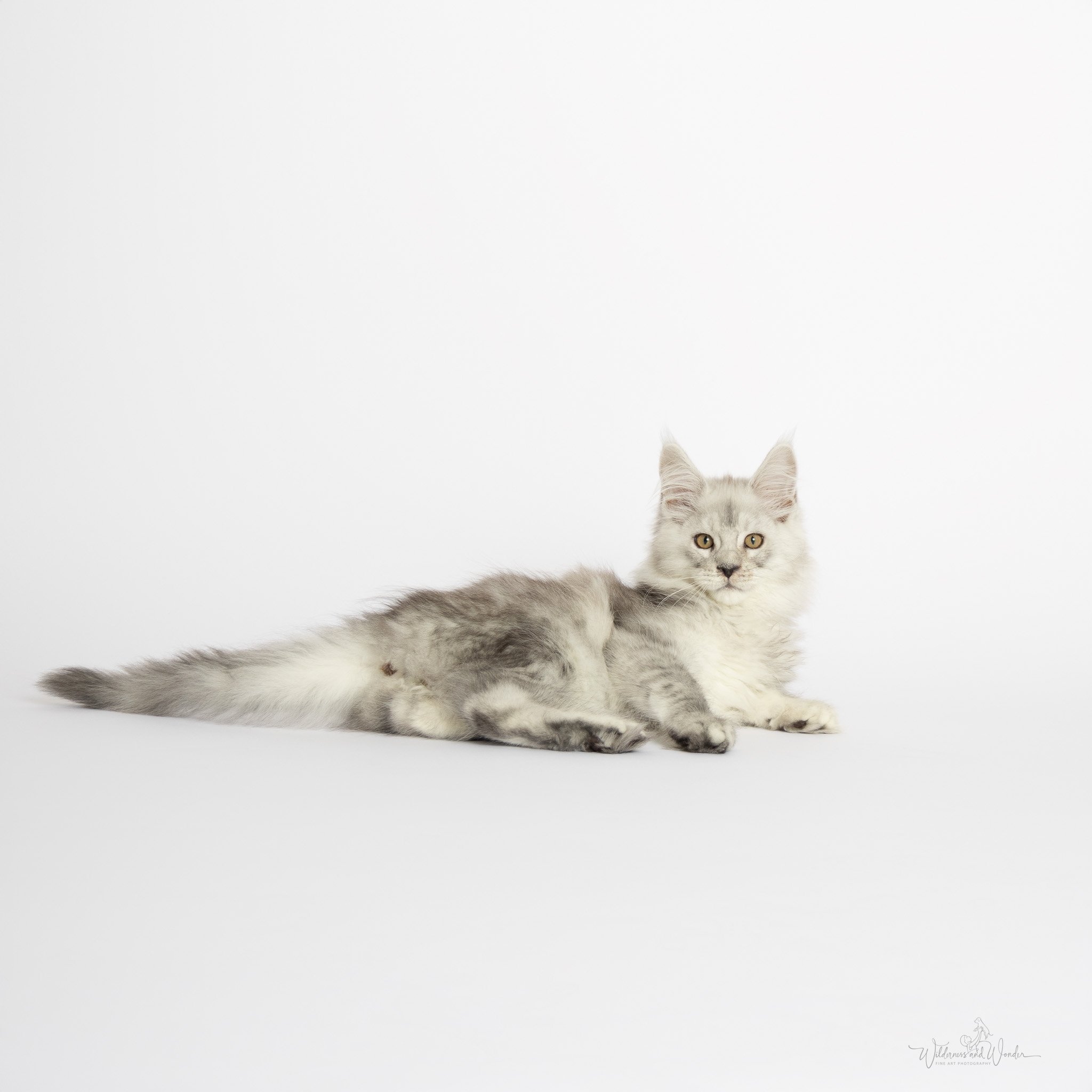 A fluffy silver gray kitten lying on a white surface against a white background.