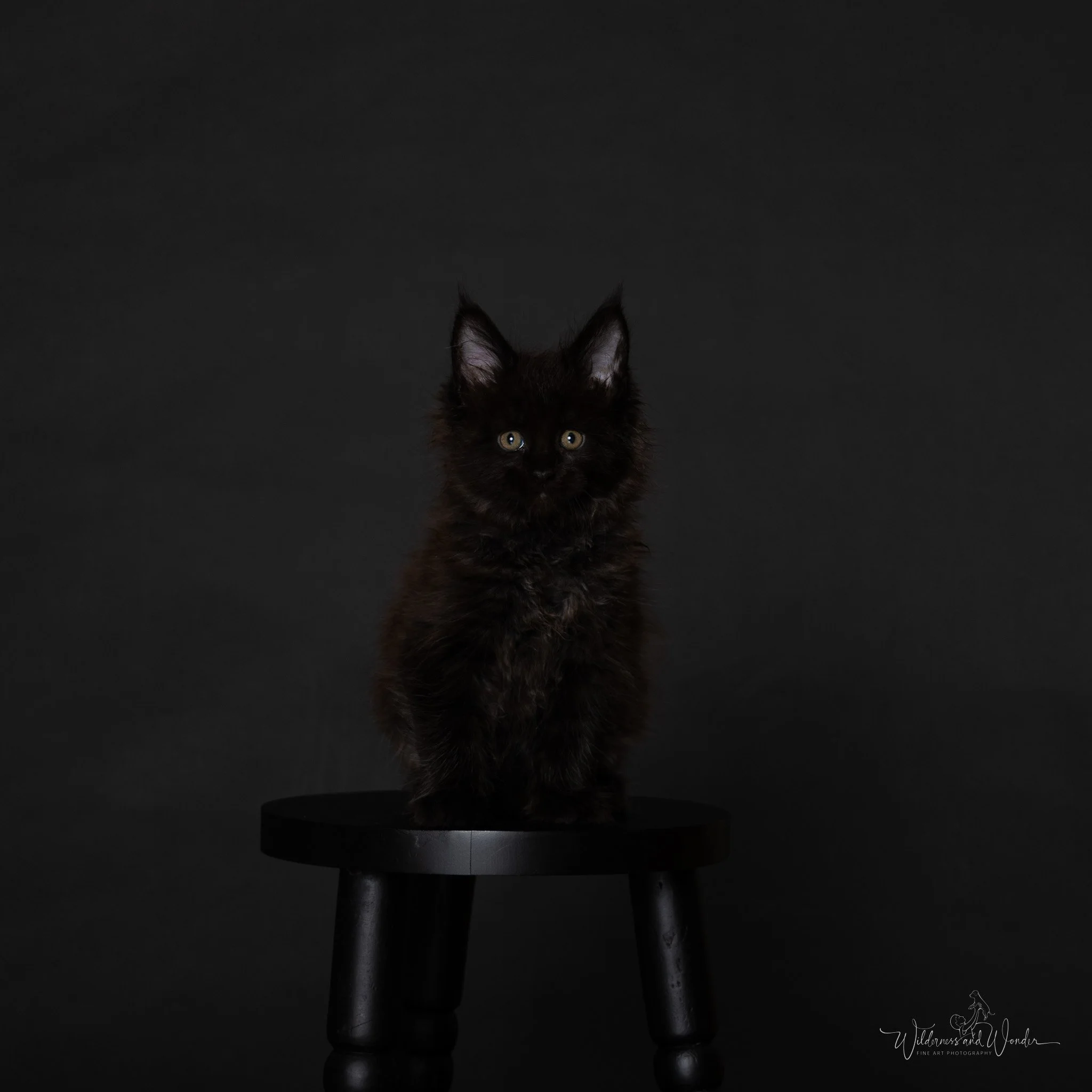 A black kitten sitting on a small black stool against a dark background.