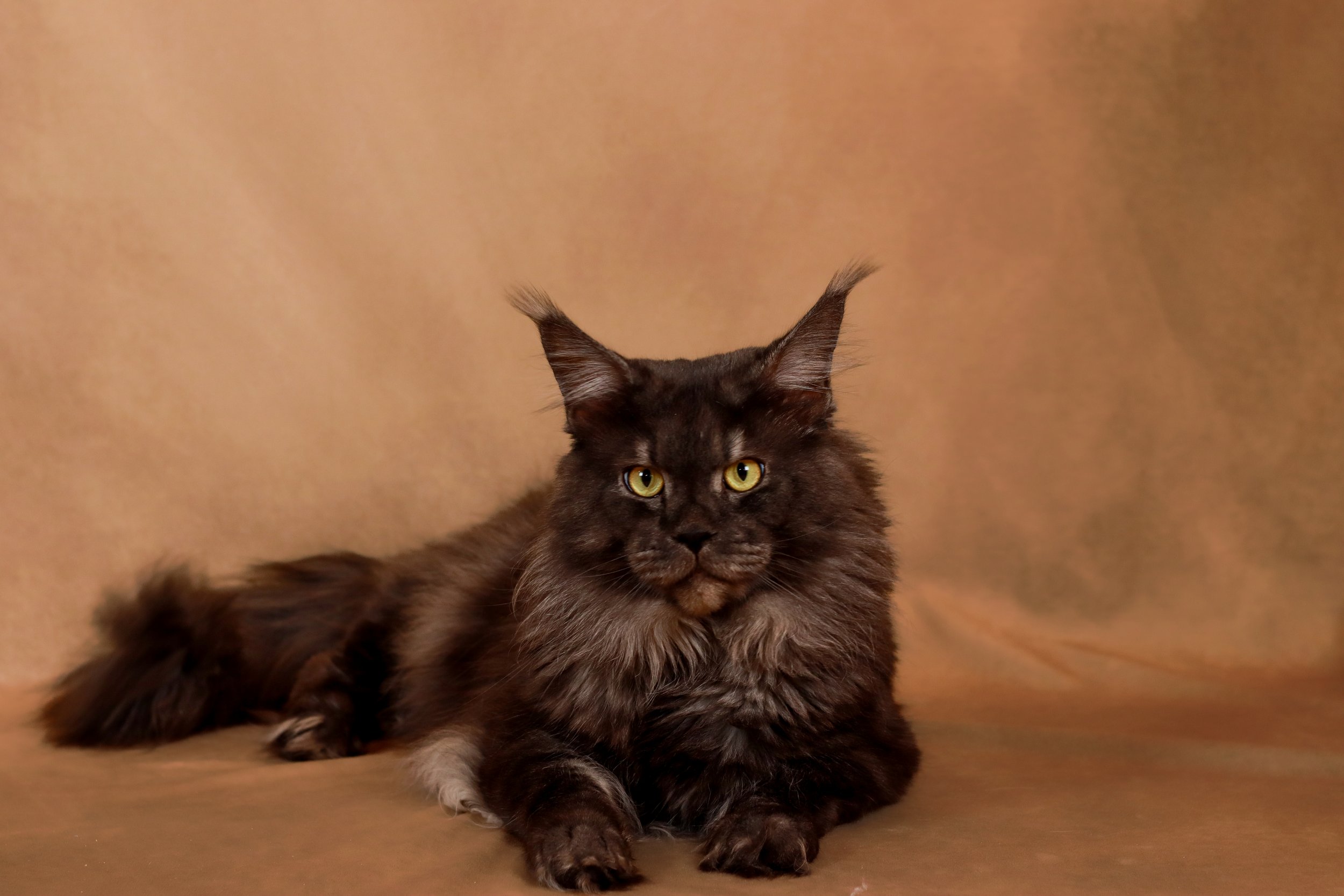 A large, long-haired black smoke maine coon cat with piercing gold eyes laying on a brown surface and background.