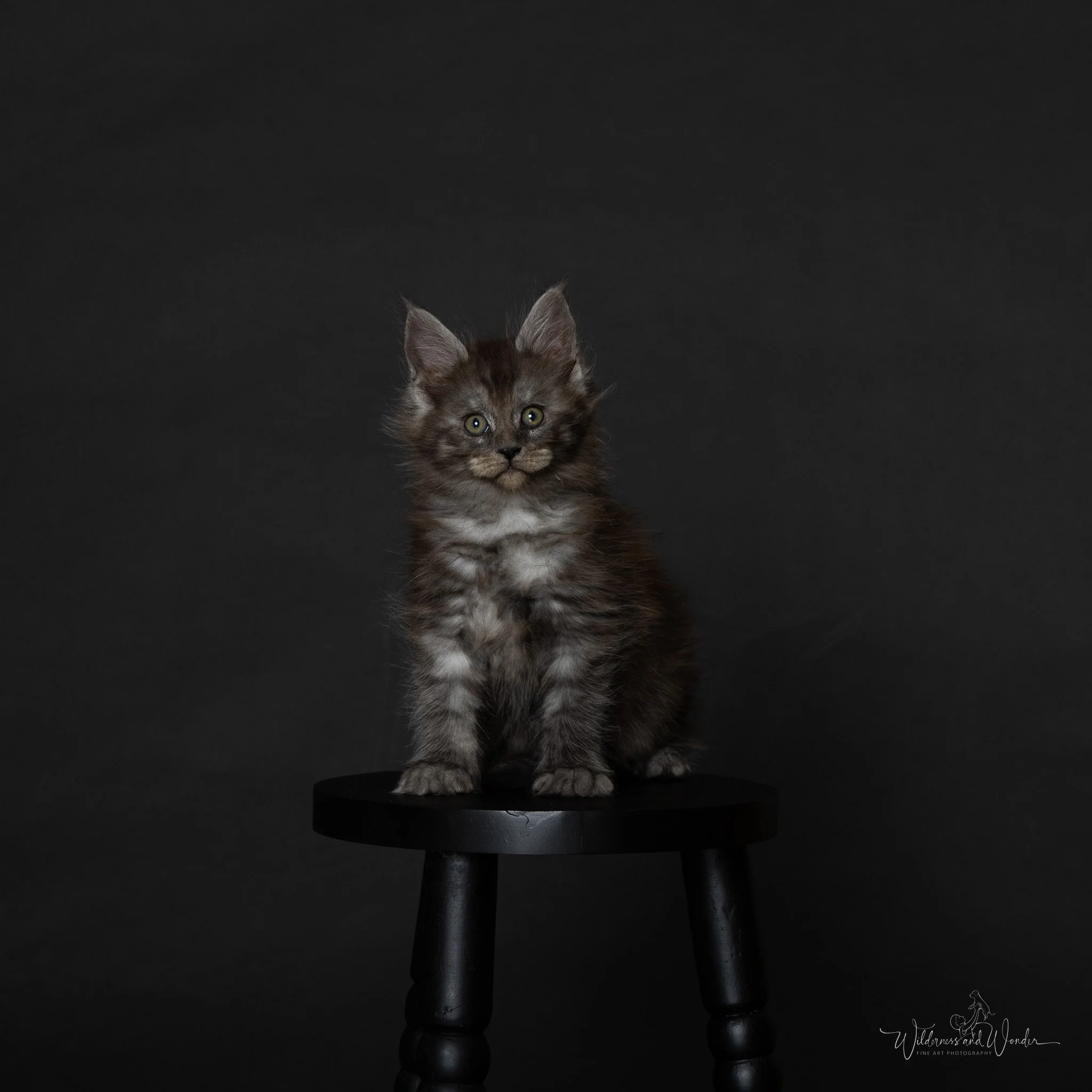 A black smoke kitten sitting on a small black stool against a dark background.