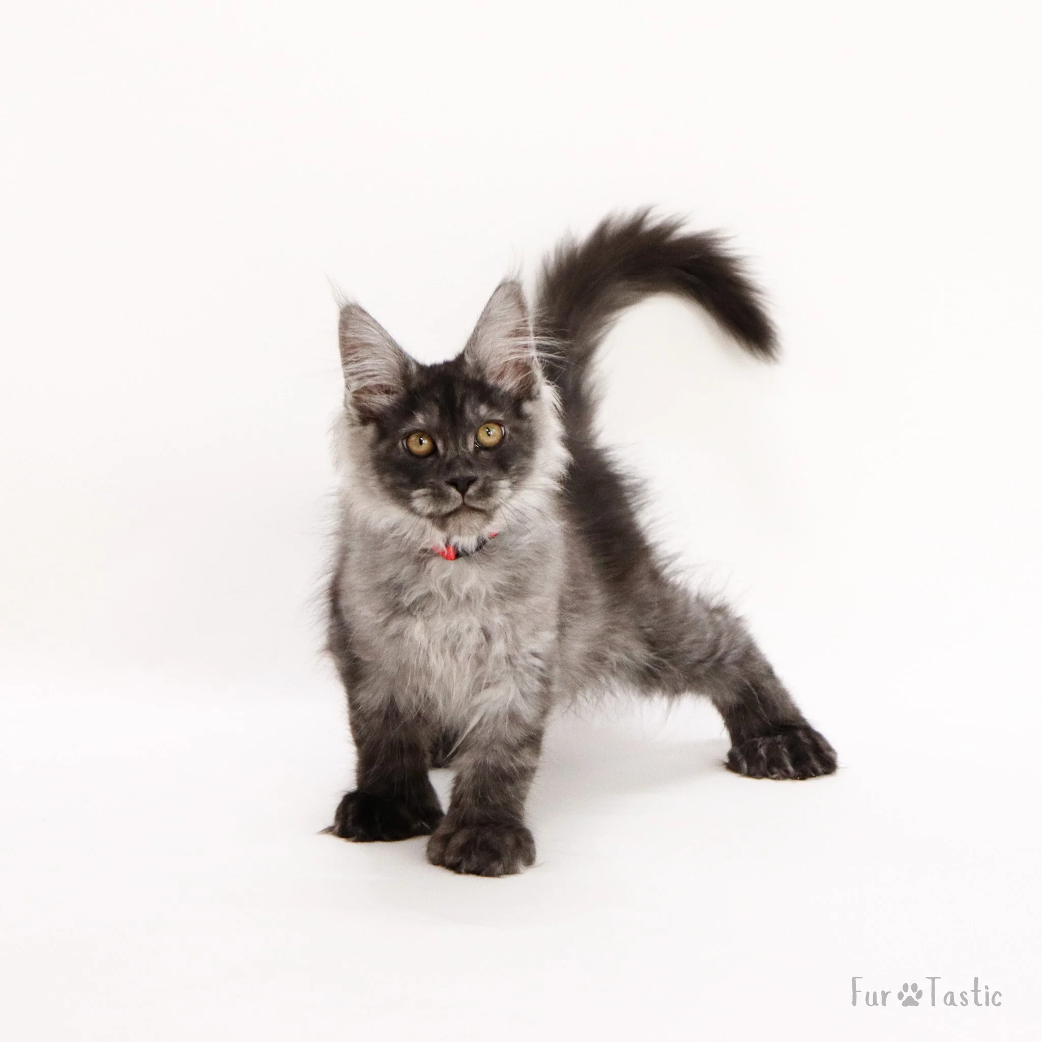 Captain Morgan Sparrow 14 weeks old