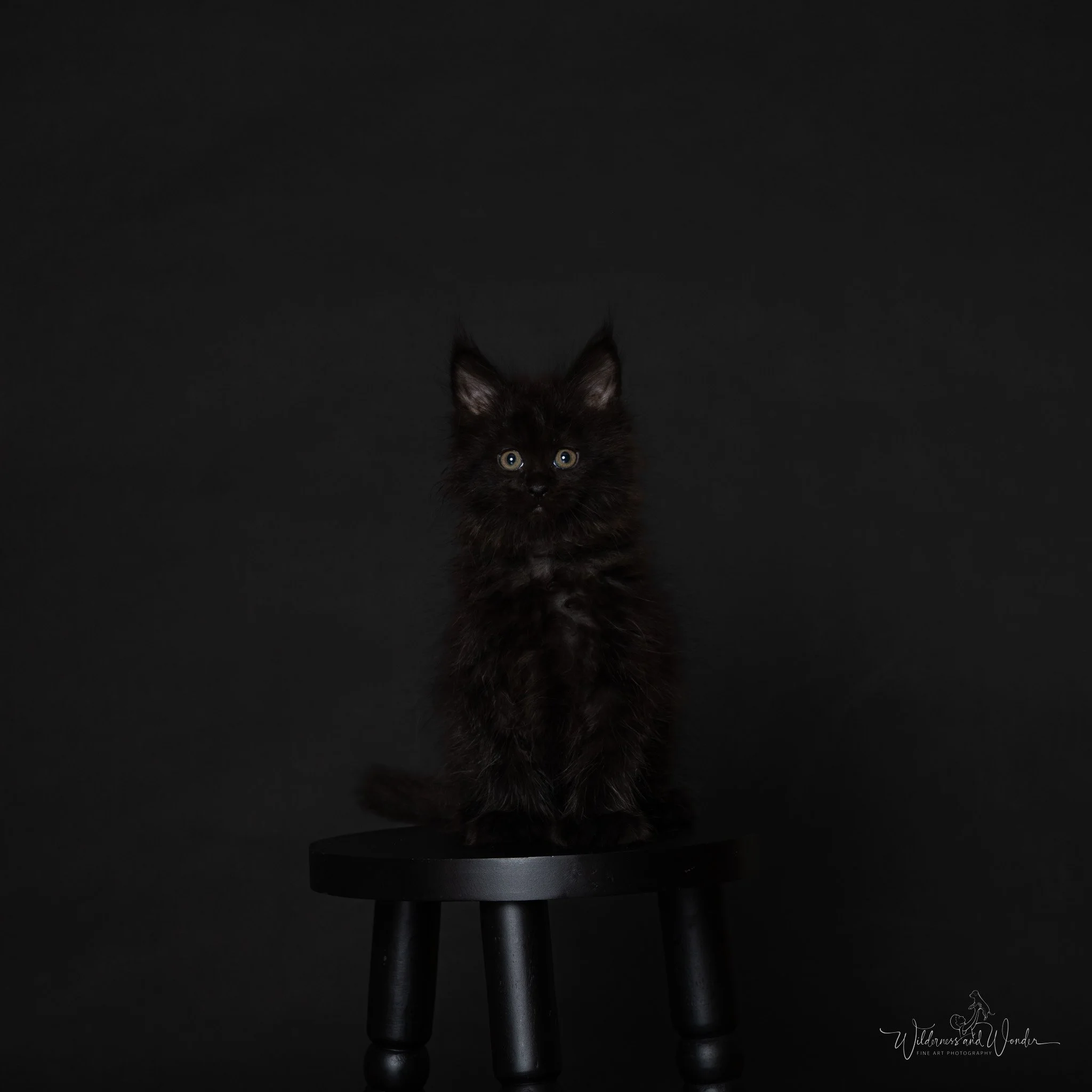 A black kitten sitting on a small black stool against a plain black background, looking directly at the camera.