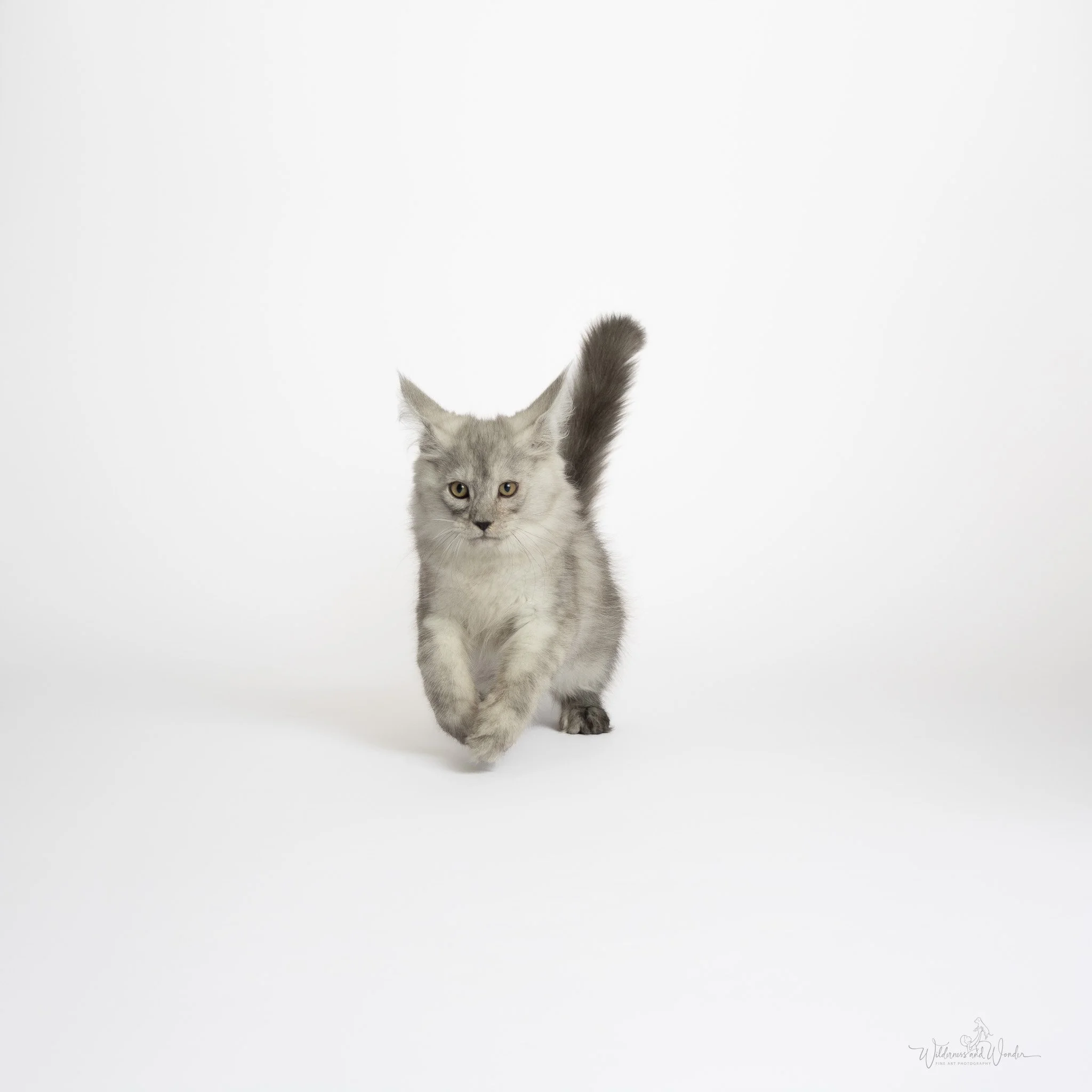 A grey and white kitten walking towards the camera on a white background.