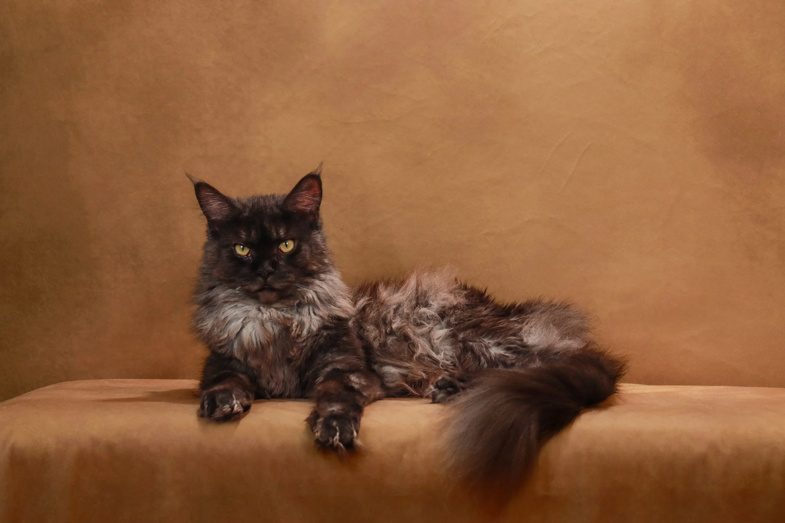 A long-haired black smoke maine coon cat with gold eyes lying on a brown surface against a matching brown background.