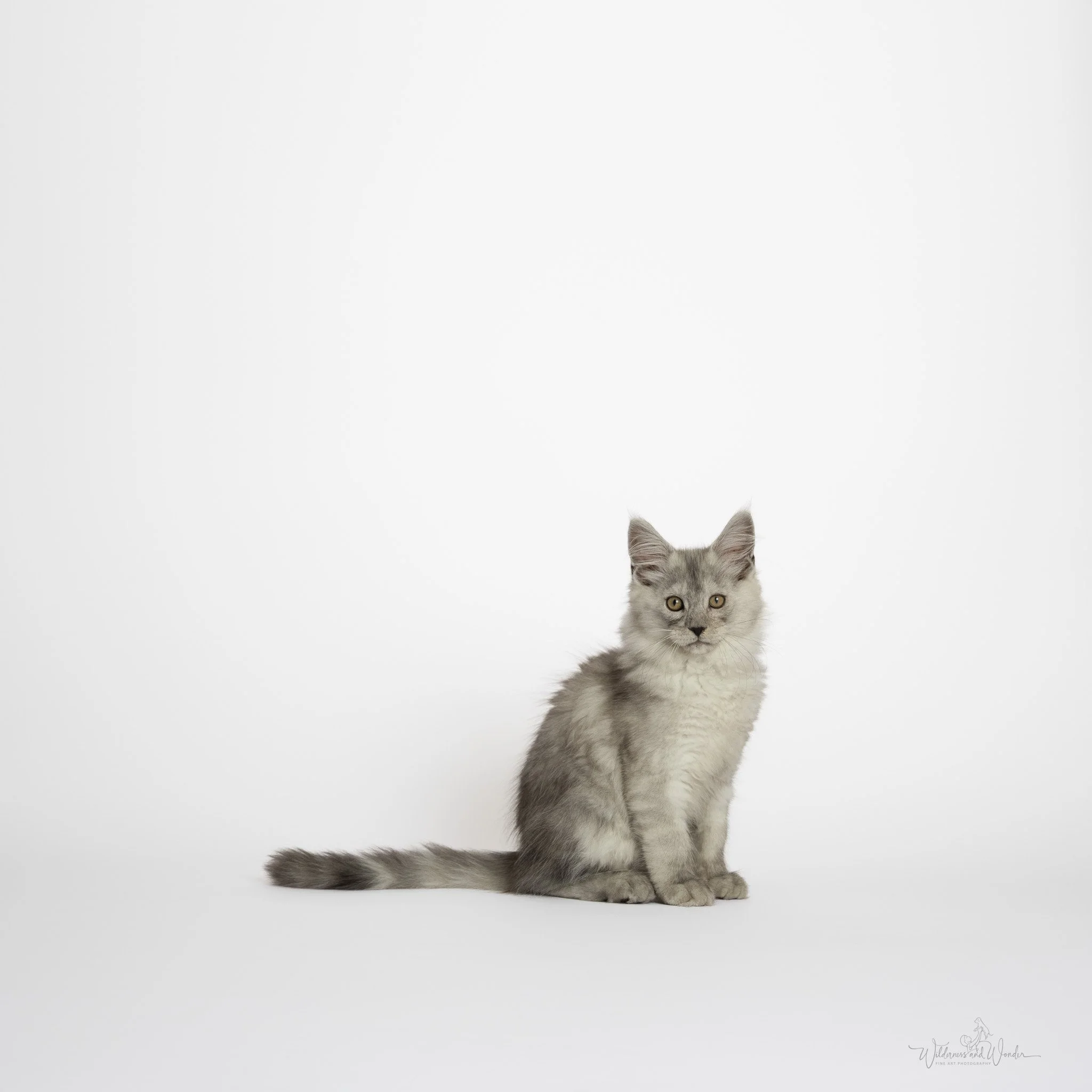 Gray and white fluffy kitten sitting on a plain white background.