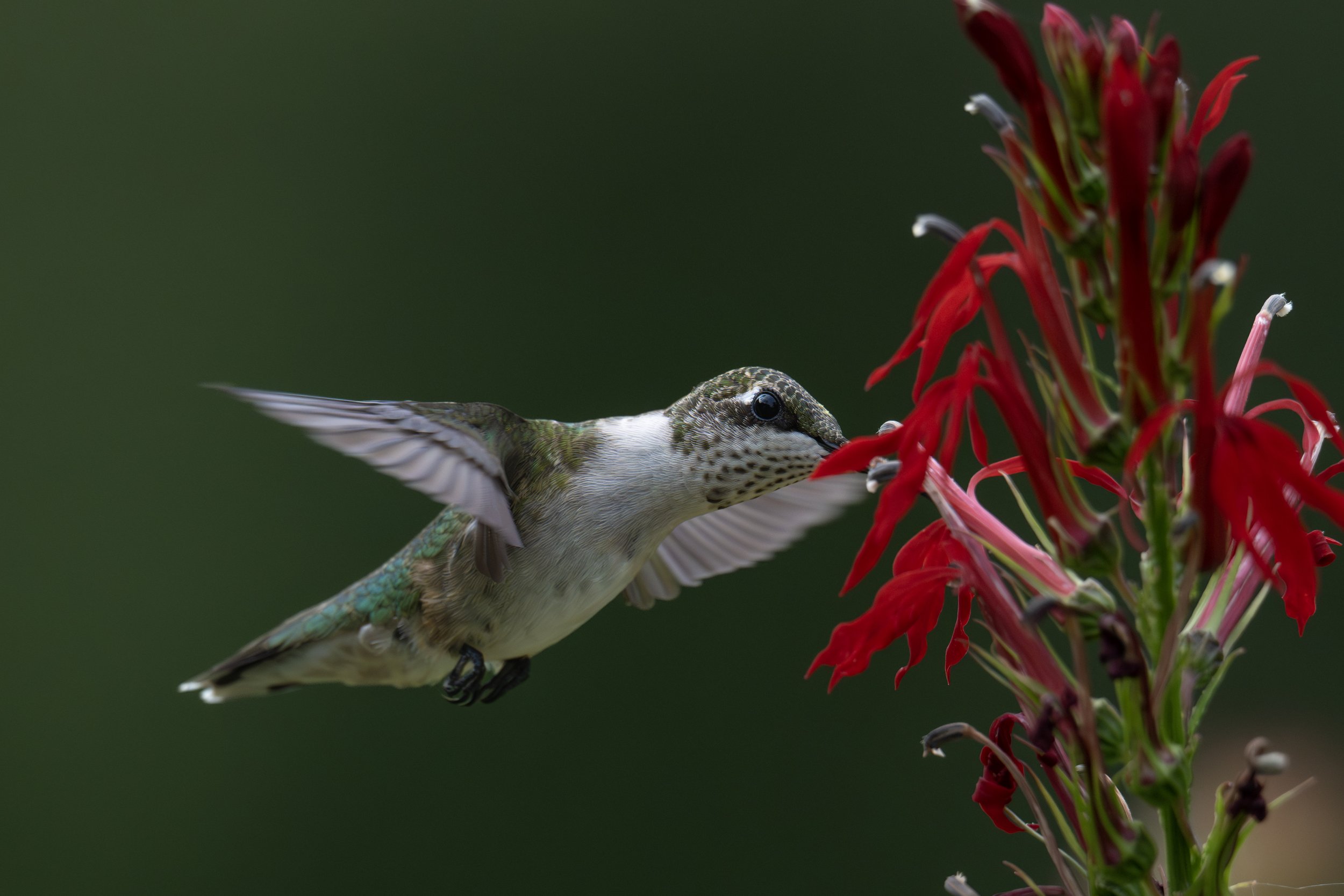 humming bird .jpg
