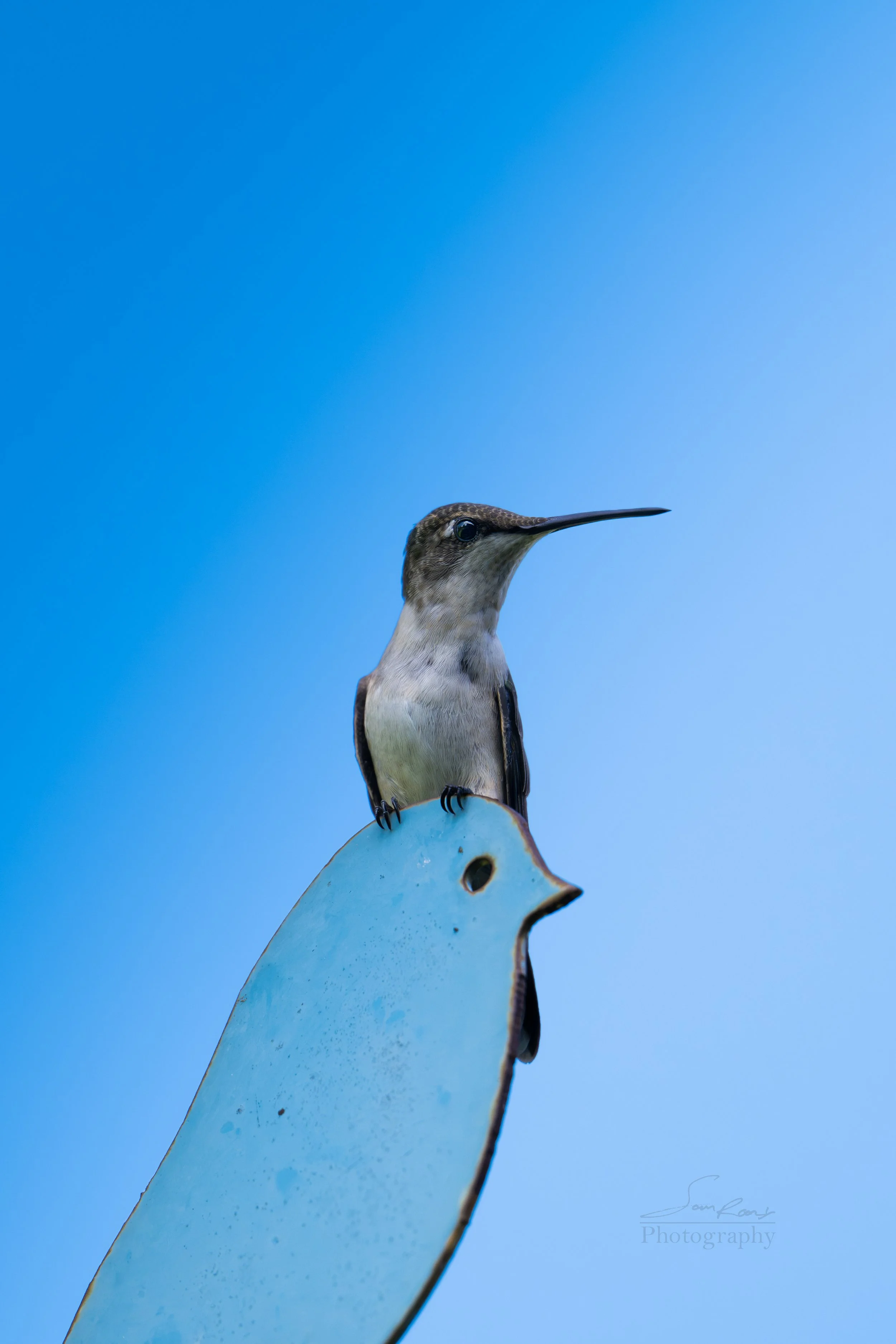 DSC_7135-1.jpg