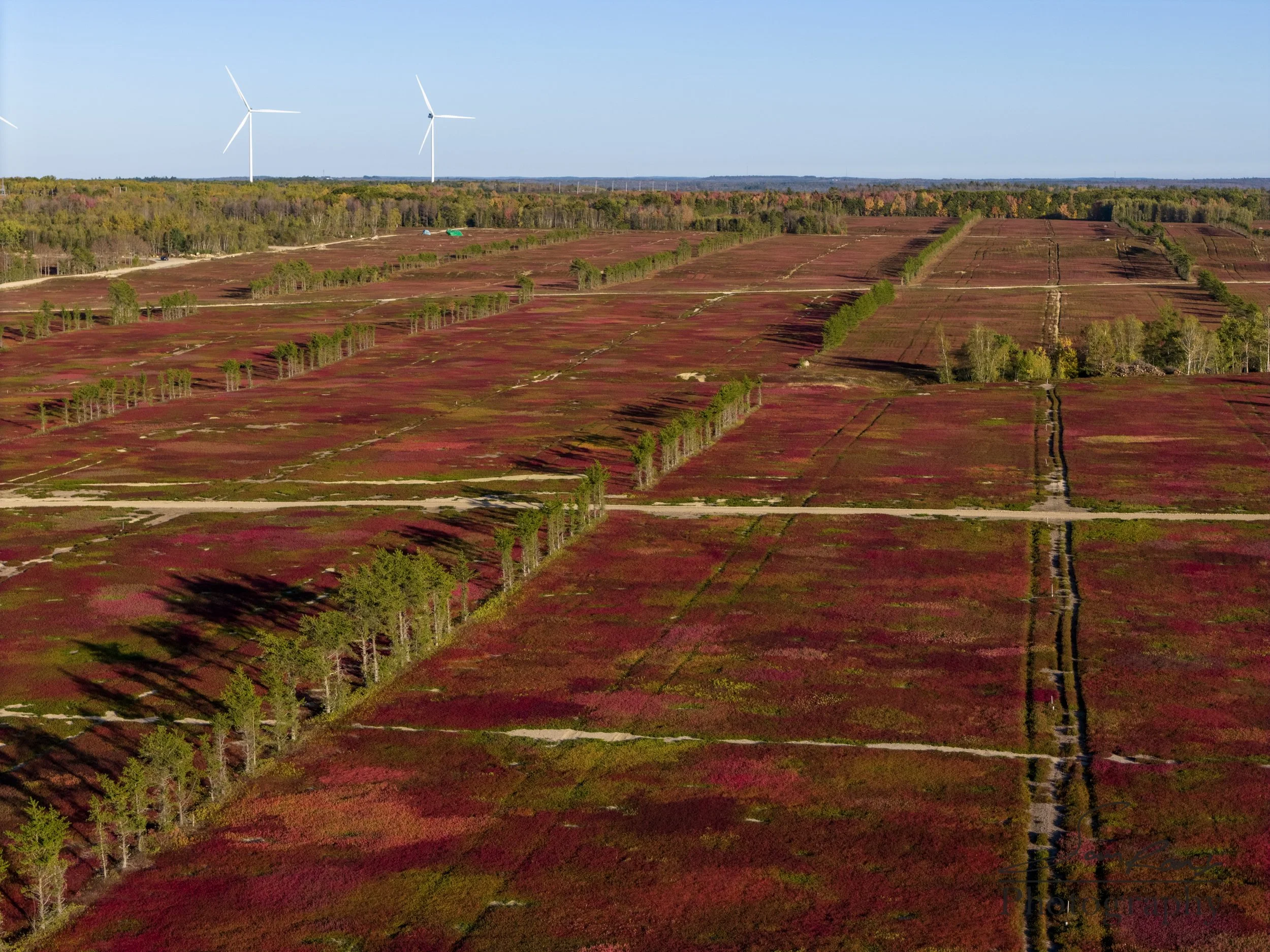 BlueBerry Fields Maine Sam Rooney.jpg