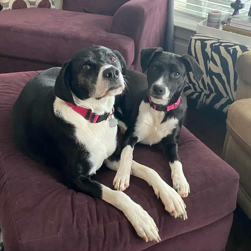 Two black and white dogs with pink collars sitting beside each other