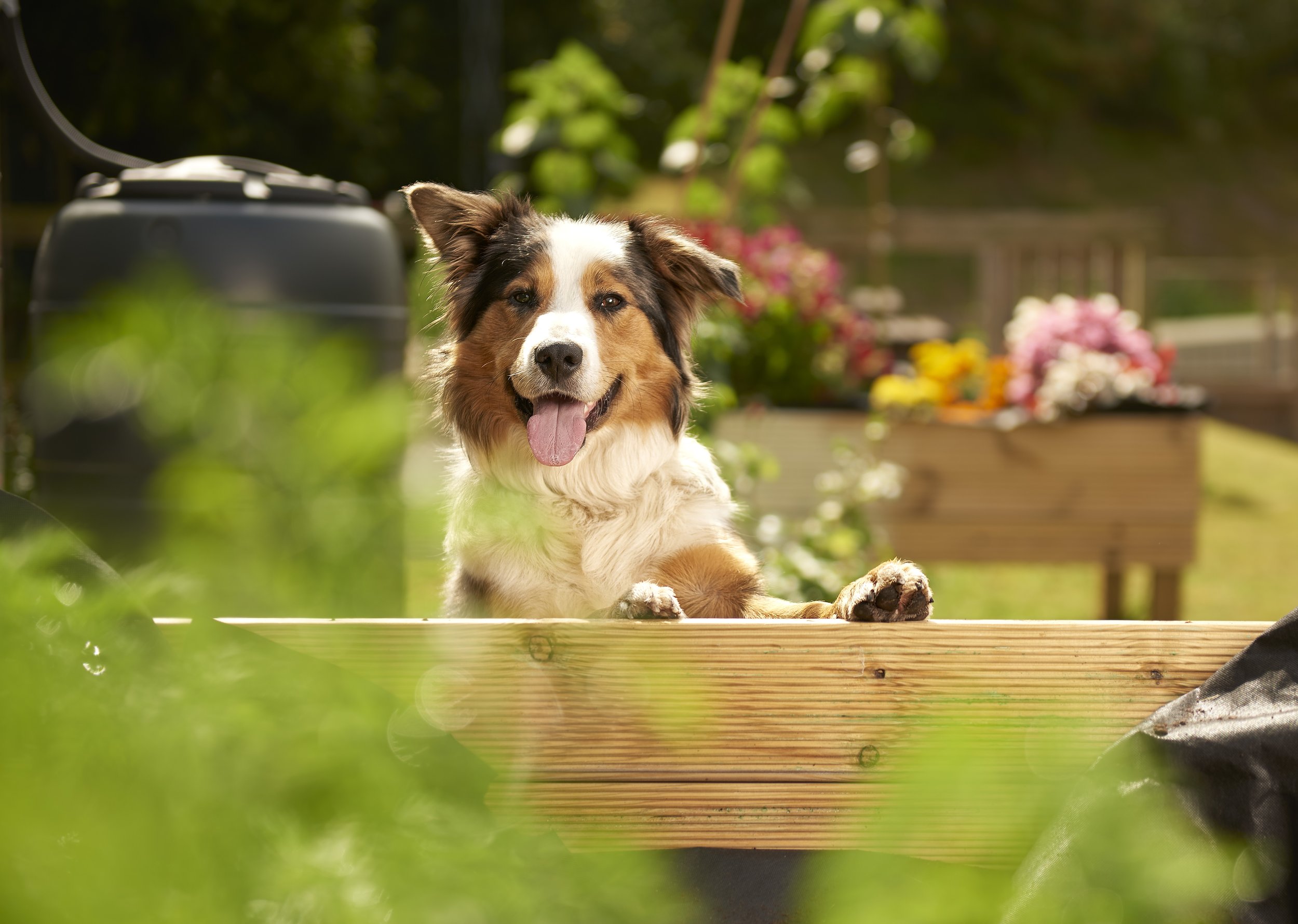 Pet Factor lifestyle_07.jpg