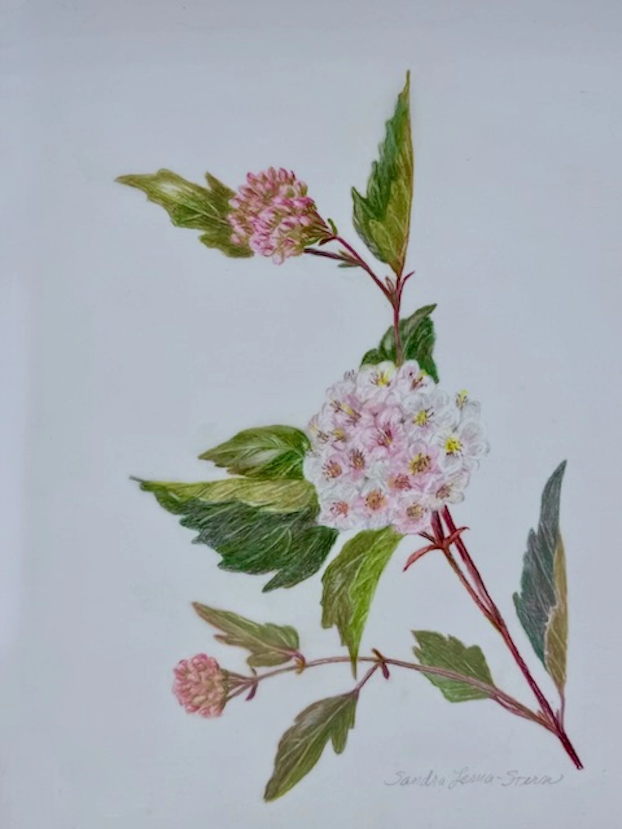 Common nine bark