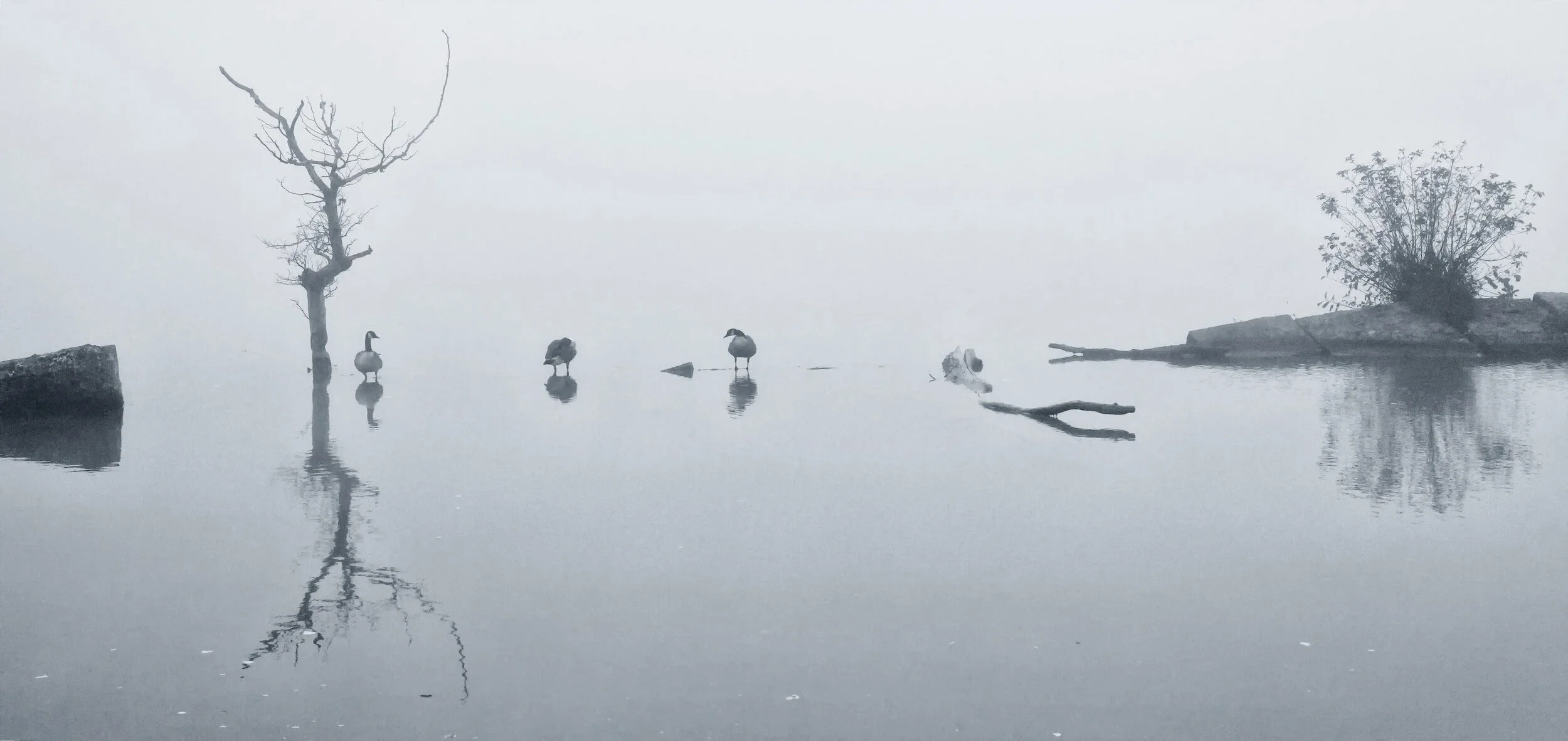 Holly Pond