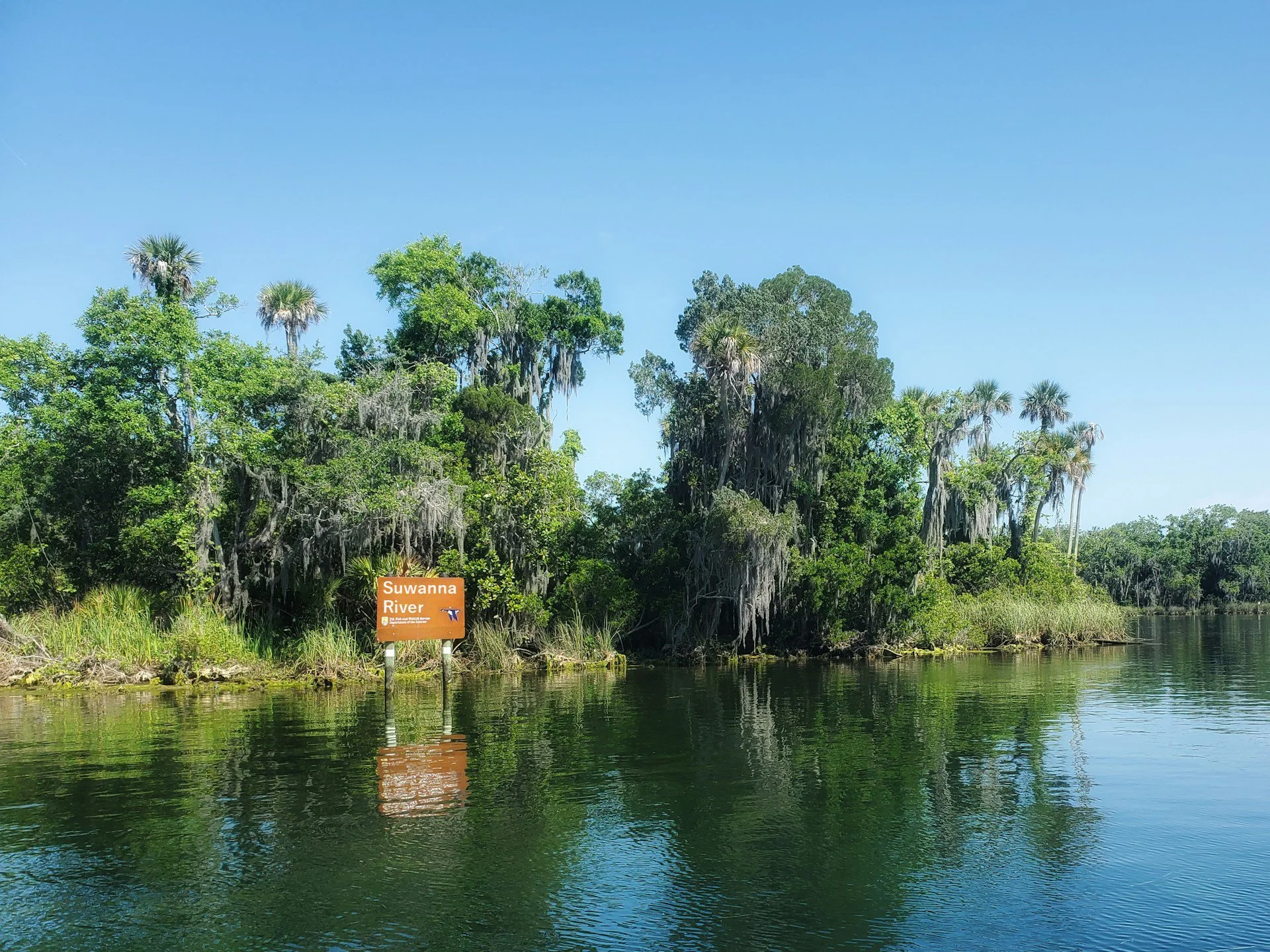 Suwannee River Monster