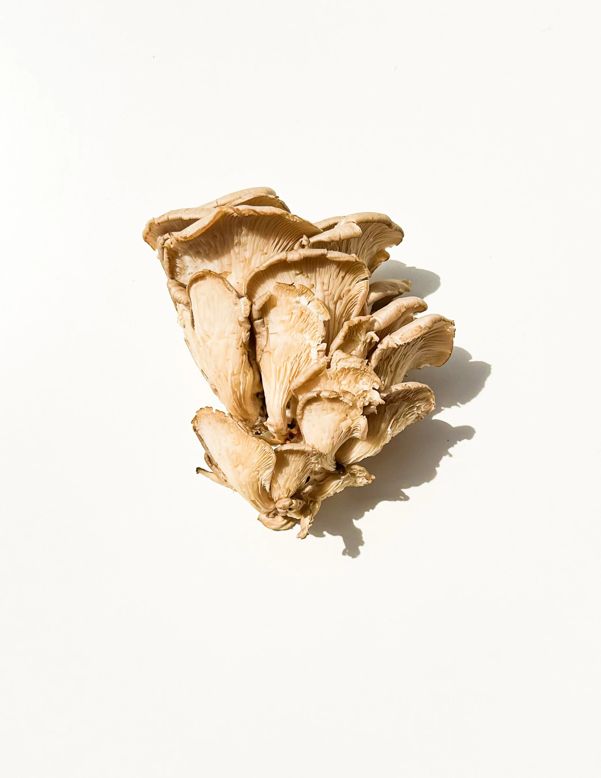 Mushroom oysters