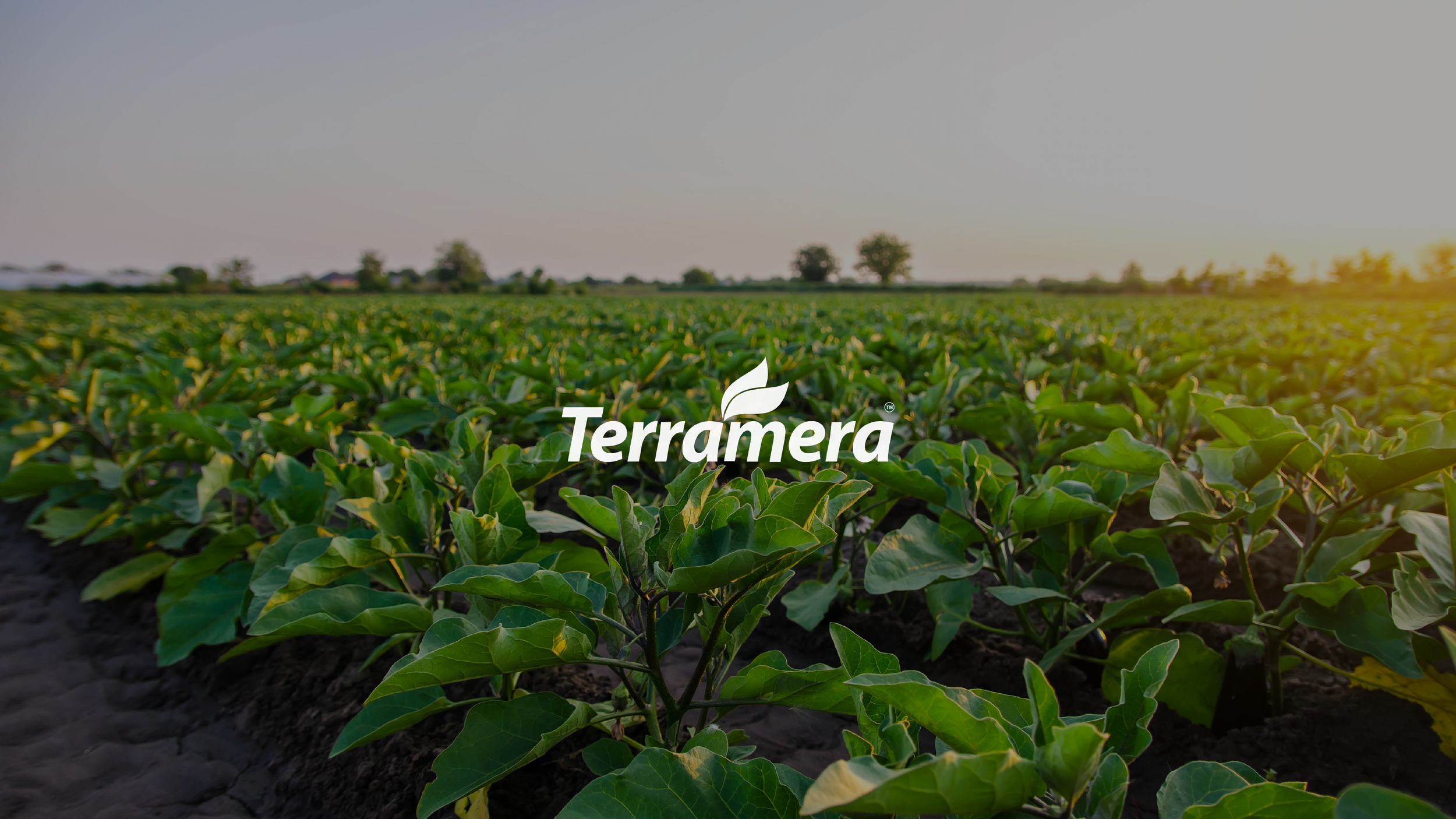 Terramera