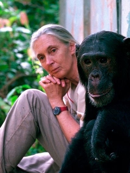 jane with chimp.jpeg