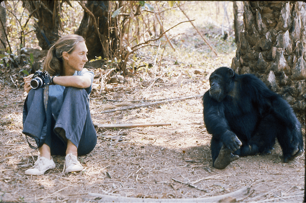 jane and camera and chimp.png