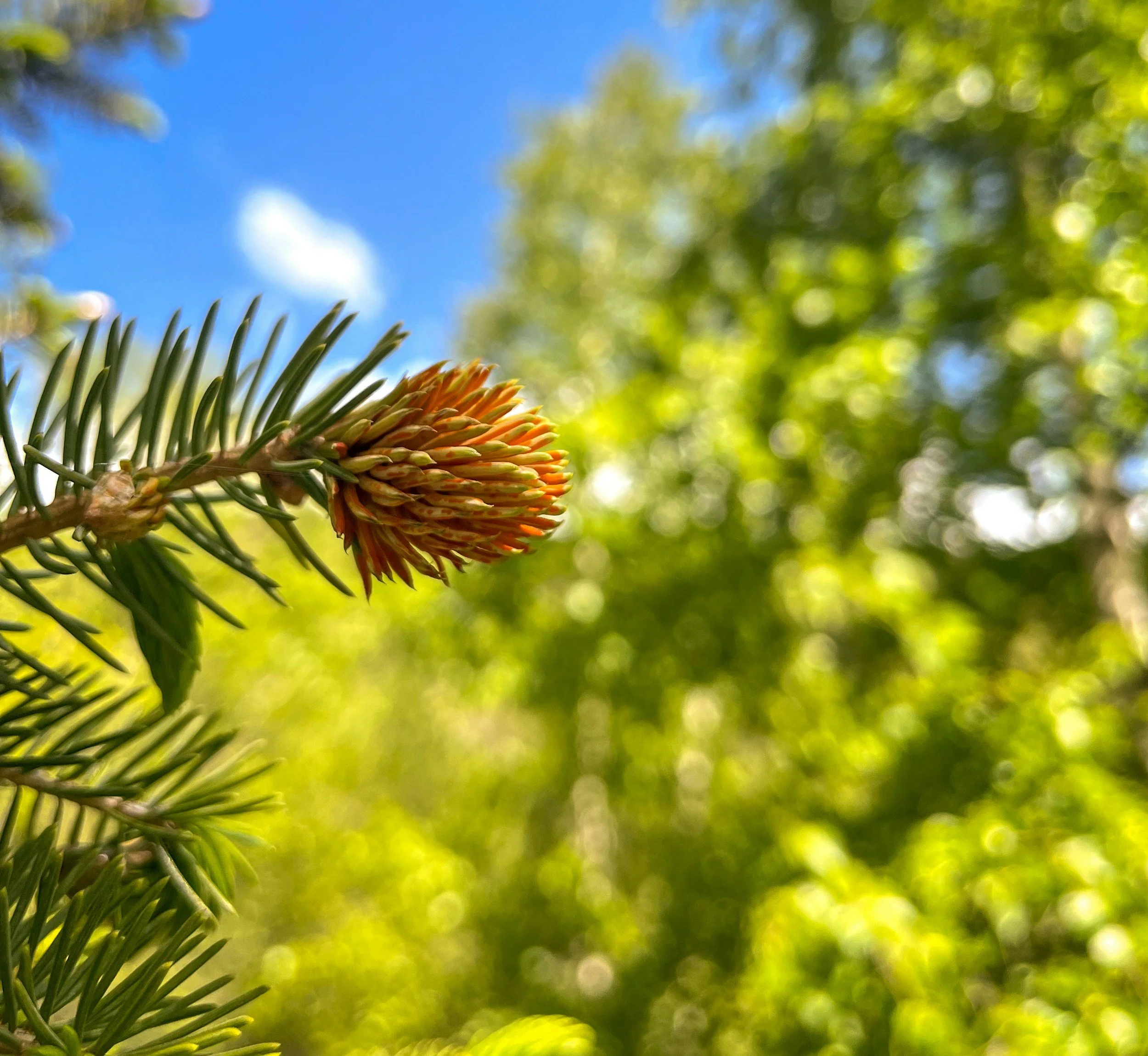 The Nature Cure: How Outdoor Prescriptions Are Changing Healthcare