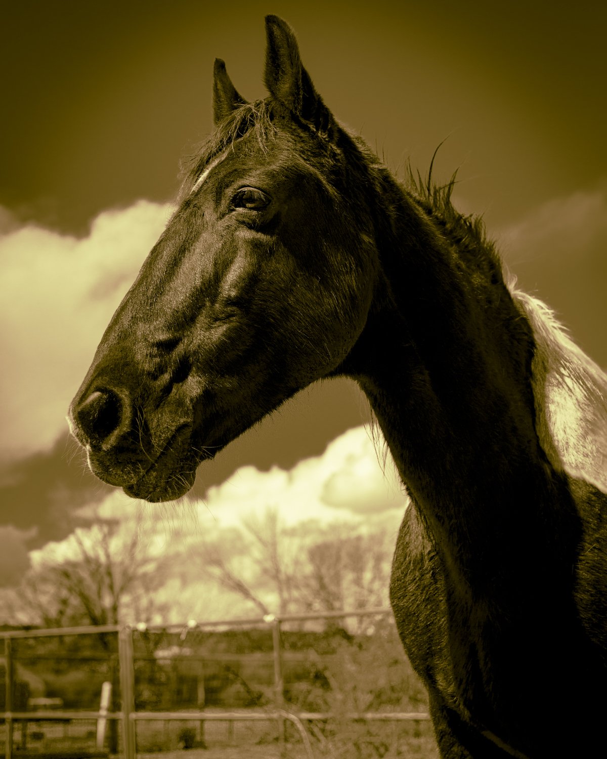 sepia-toned-horse-portrait.jpg
