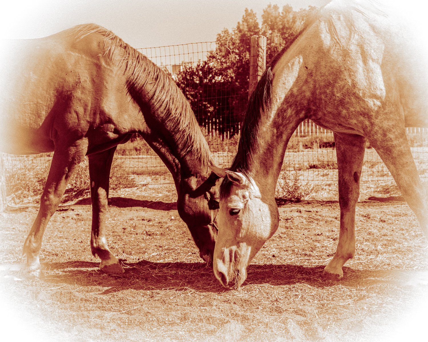 sepia-toned-horses-eating.jpg