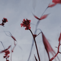 Wild flower film clip dream sequence by California artist Krislyn Komarov, O.M. Studio, Los Angeles.