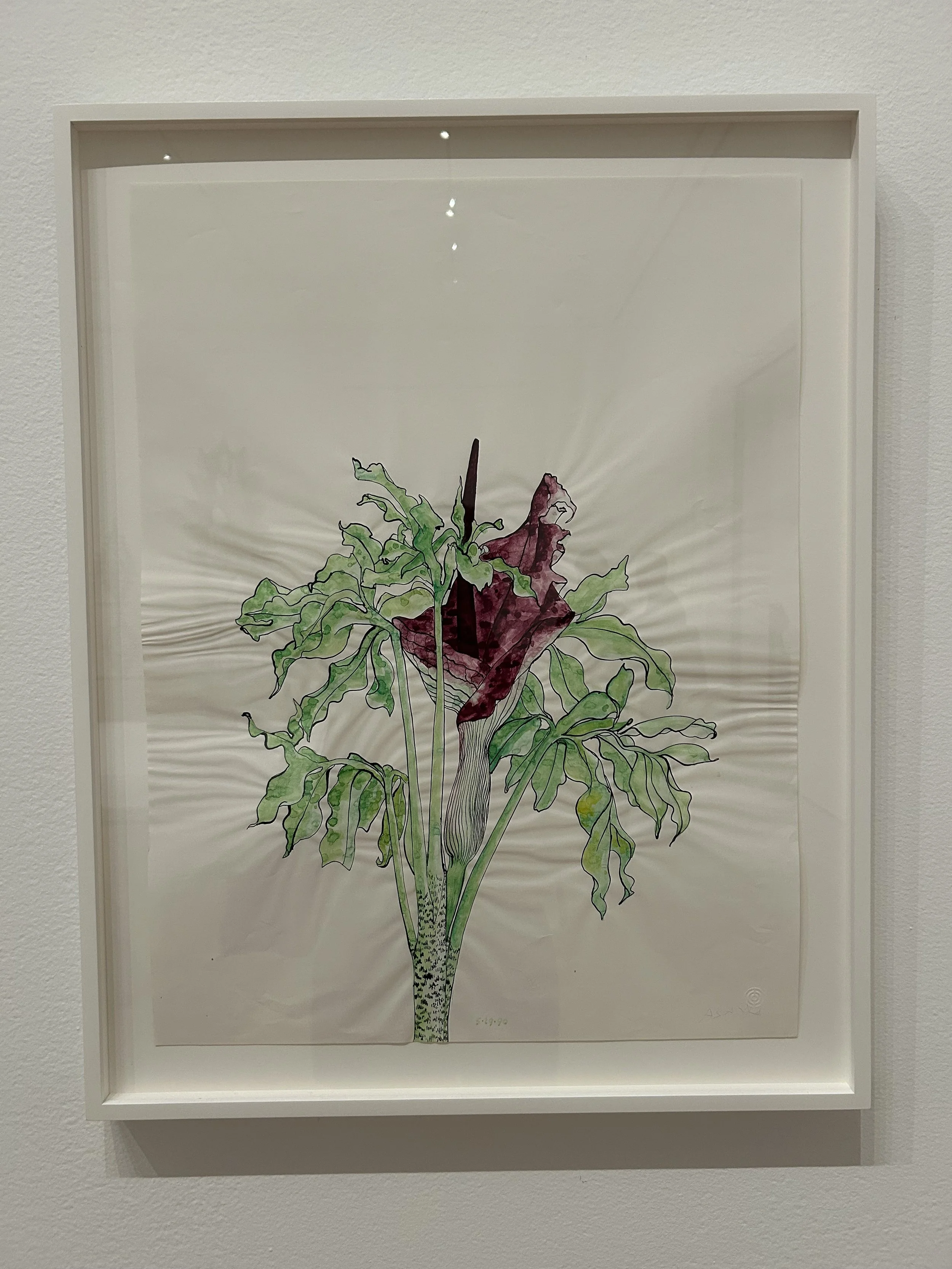  Untitled (WC.090, Voodoo Lily) 1990  Ink and watercolor on paper  Private Collection 