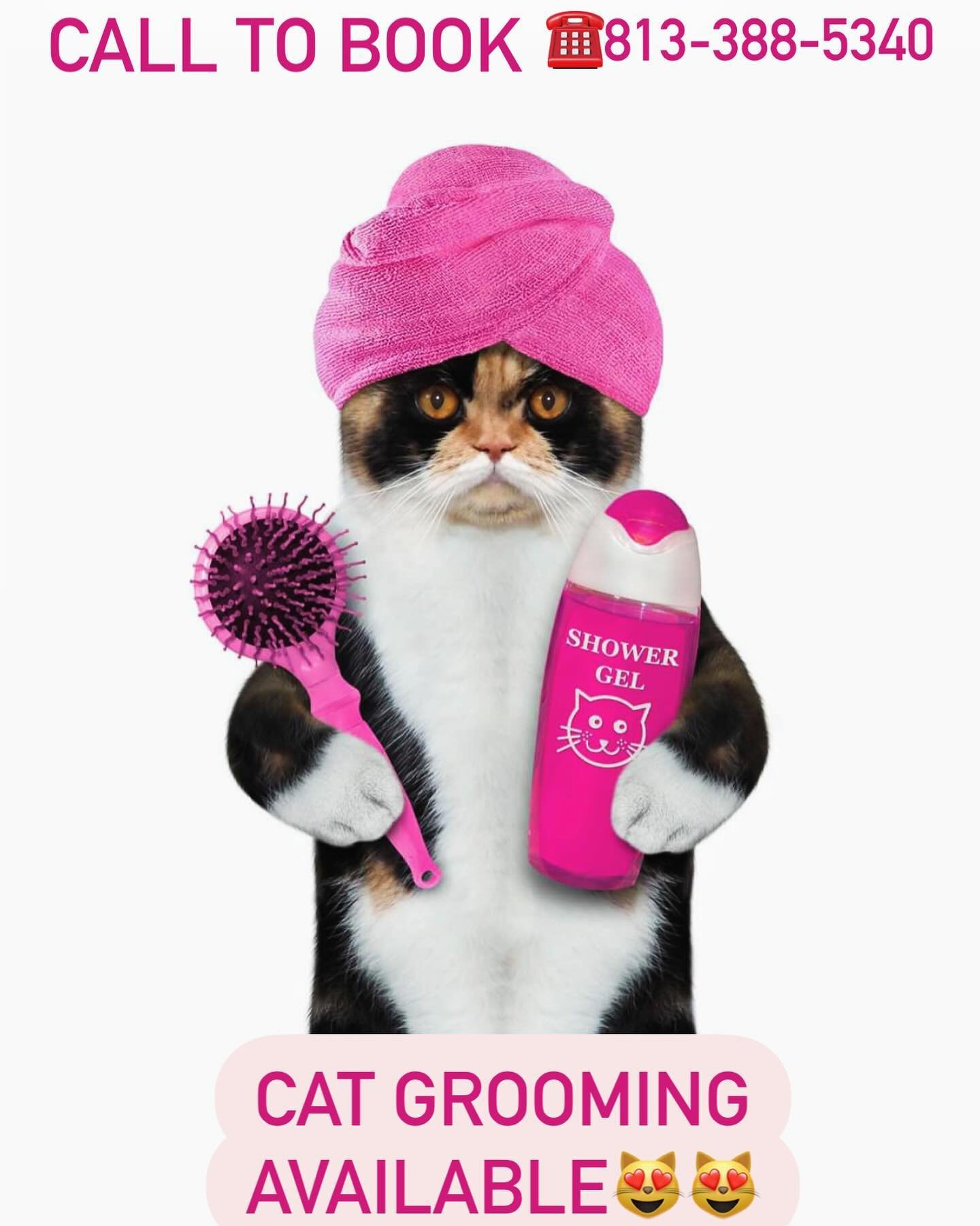 Cat Grooming available😻😻😻‼️‼️ call to book your appointment ☎️813-388-5340 #bonezandpawz #catgrooming #cat #catlover #newtampa #supportsmallbusiness #grooming #petgrooming #pet #petlovers #doggrooming #grooming