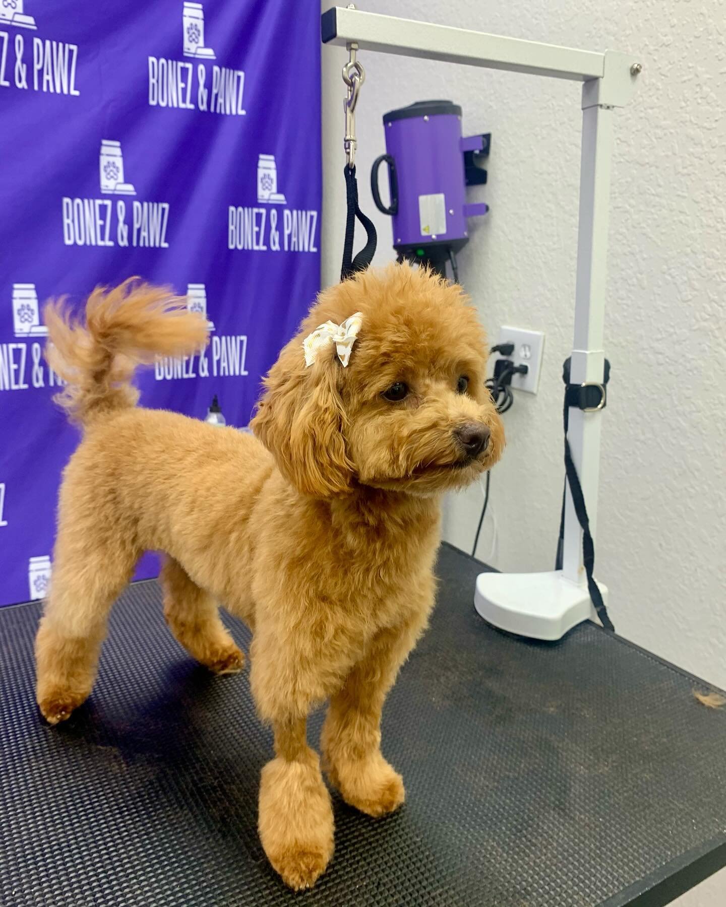 ☎️813-388-5340 call now to book your full service bath or Grooming Appointment #bonezandpawz #dog #cat #grooming #doggrooming #catgrooming #newtampa #supportsmallbusiness #fullservice #nailtrim
