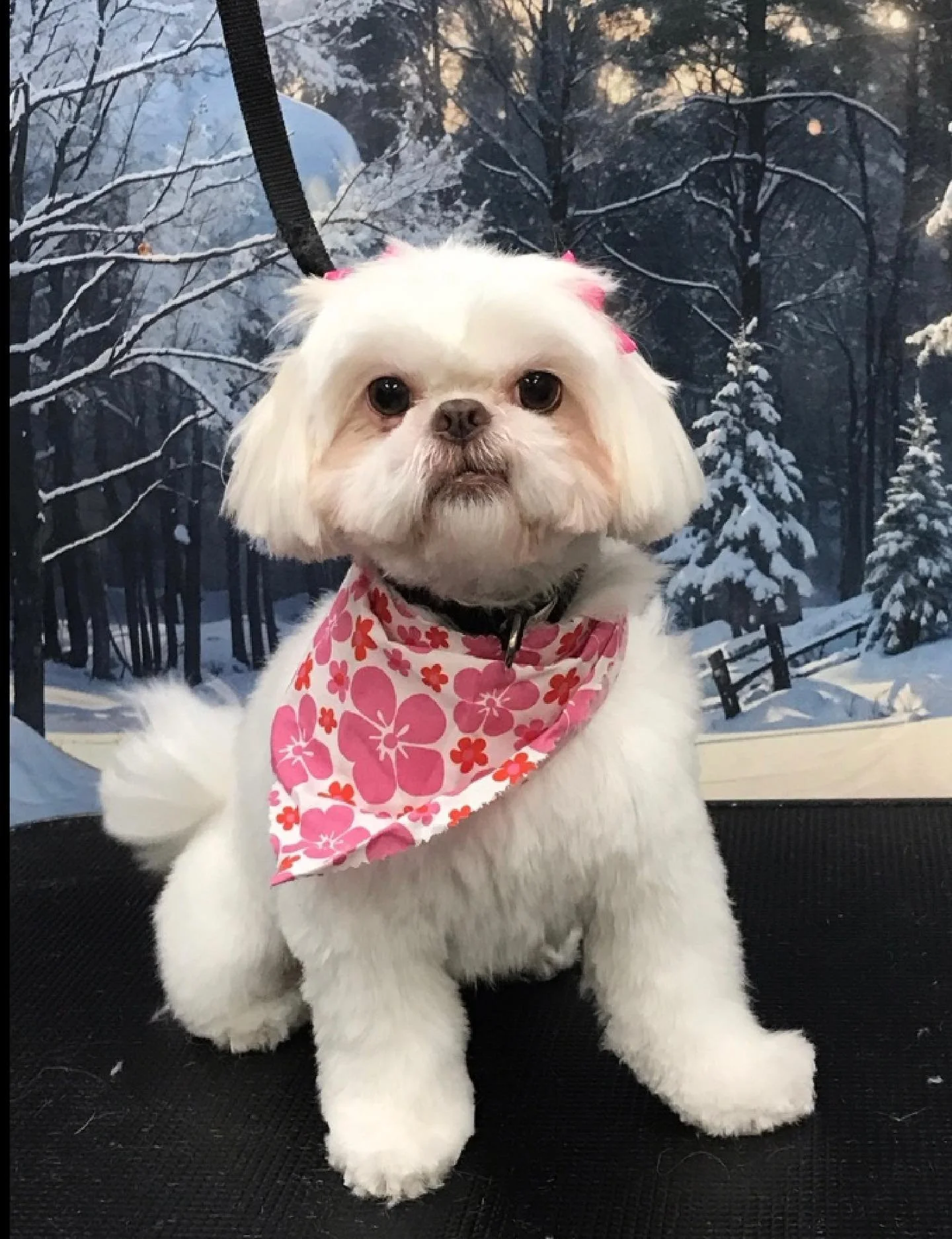 🐾✨Grooming Pups of the Week!🐾✨
Remember to book those appointments, we groom 7 days a week!
#grooming #grooming #dog #cat #dogandcat