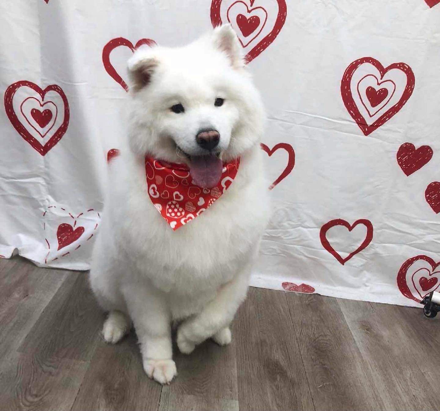 Pups of the Week looking fresh and fabulous 🐾✨
We groom with love 7 days a week&mdash;because your fur baby deserves it.
📞 Call to book their glow-up!
813.388.5340
#grooming #spaday #bathtime