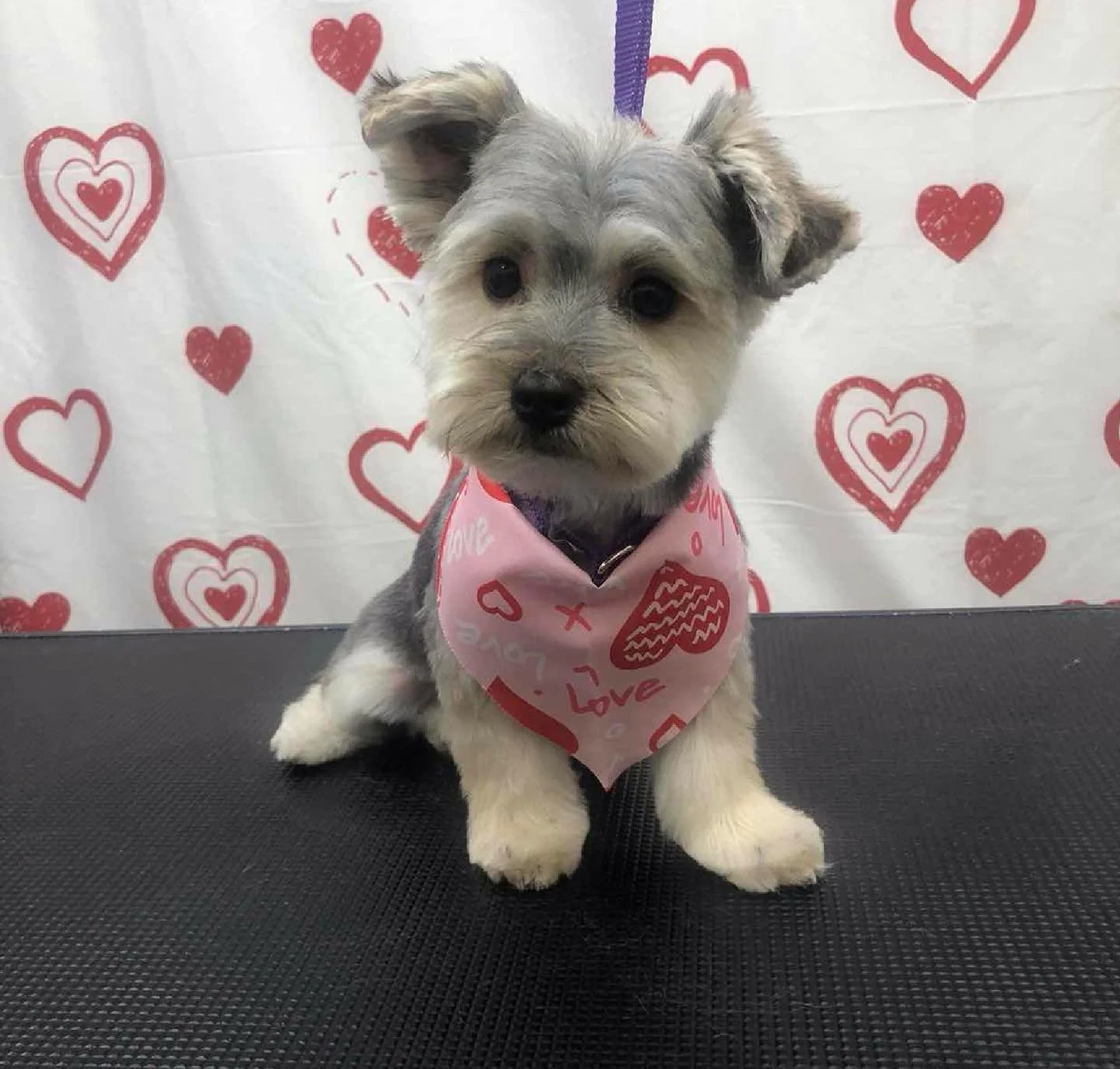 Serving late but still love-loaded 💌✨ Valentine&rsquo;s glam, just one day fashionably late. #GroomingDump #LoveYourLook #haircut #spaday 

Call 813.388.5340 to book your appointment!💕