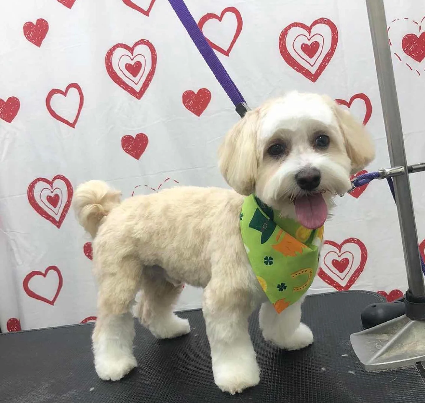 🚨Warning: extreme levels of fluff ahead 🚨
Nothing beats a fresh groom at Bonez and Pawz 🐾💜
Spoiled, styled, and ready to show it off!

Grooming 7 days a week! Call 813.388.5340 to book 

#grooming #spaday #bonezandpawz #doggrooming
