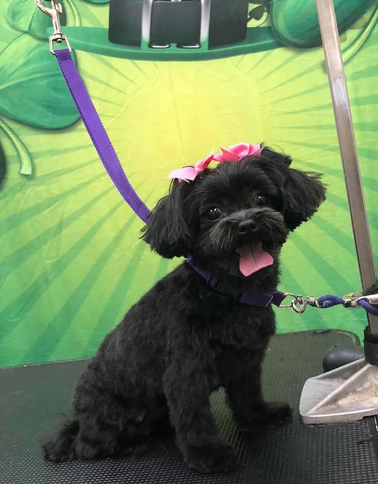 Another week, another round of grooming glow-ups🐶🐾
From shaggy to shiny, these pups left feeling fresh, clean, and ready to show off their new looks. We LOVE a good spa day moment! 💜💜

Call 813.388.5340 to book your appointments!