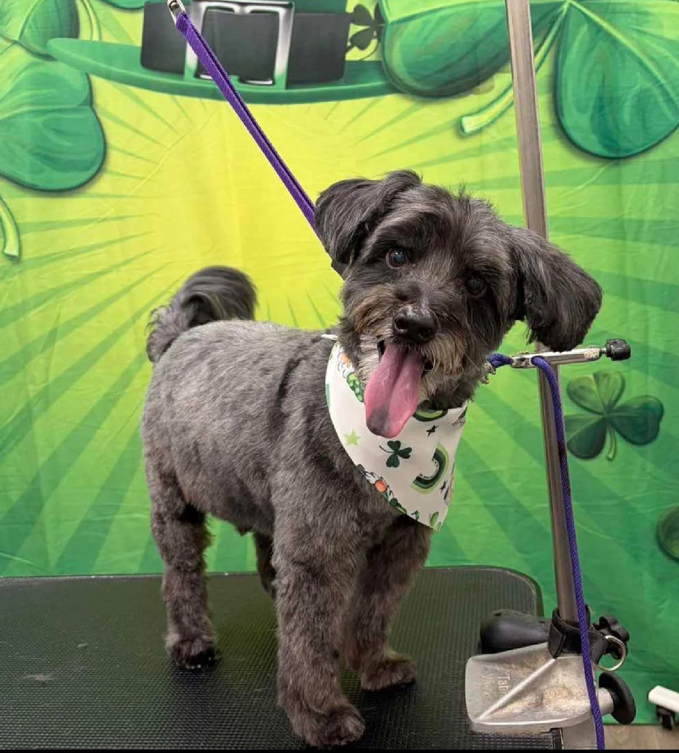 Fresh cuts, clean pups, and wagging tails🐾✨
Just a little grooming dump from some of the cuties that stopped by this week. Who else is easy for spa day?
 
Grooming 7 days a week! Call 813.388.5340
