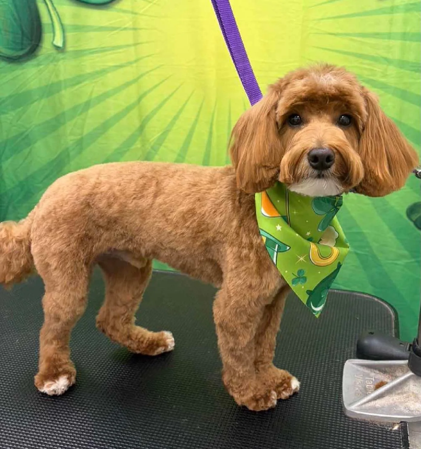 Just a little ✨glow up✨ moment for these pups! 

Call to book your grooming appt today! Grooming available 7 days a week! 813.388.5340