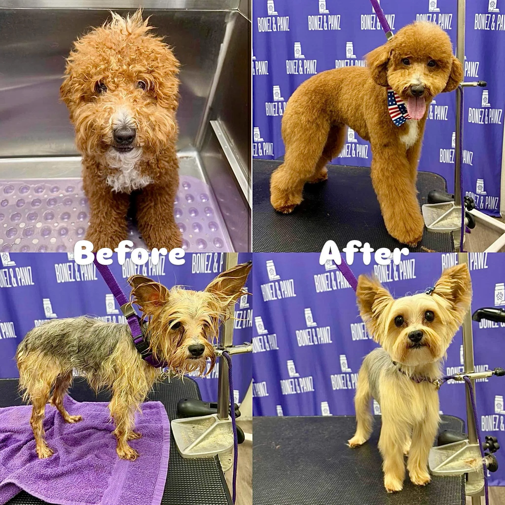 ✨ FROM FLOOFY TO FABULOUS ✨
Swipe to see this incredible transformations! 🐶➡️✂️
A fresh bath, de-shed, trim, and lots of TLC can make all the difference. Not only does grooming keep your pup looking their best, but it also helps maintain a healthy c