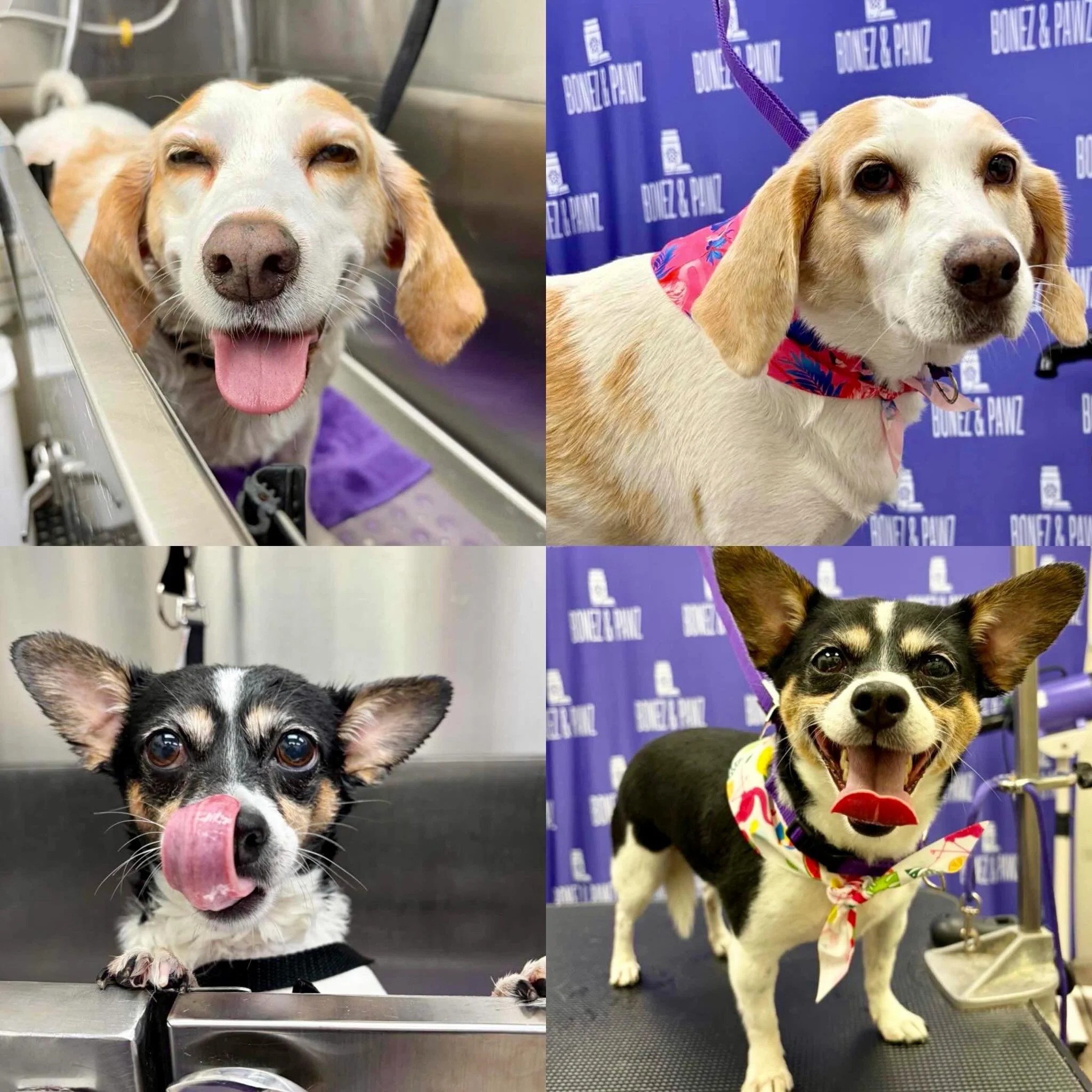 Fresh cuts, fluffy coats, and lots of happy tails! ✂️🐾 Which groom is your favorite this week? Let us know in the comments! 🐶❤️ #petgroomingsalon #doggrooming #petcare #beforeandafter #petspa