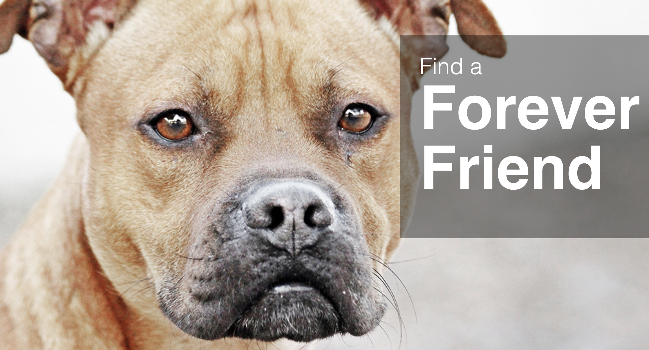 Close-up of a brown dog's face with a gray text box that says "Find a Forever Friend".