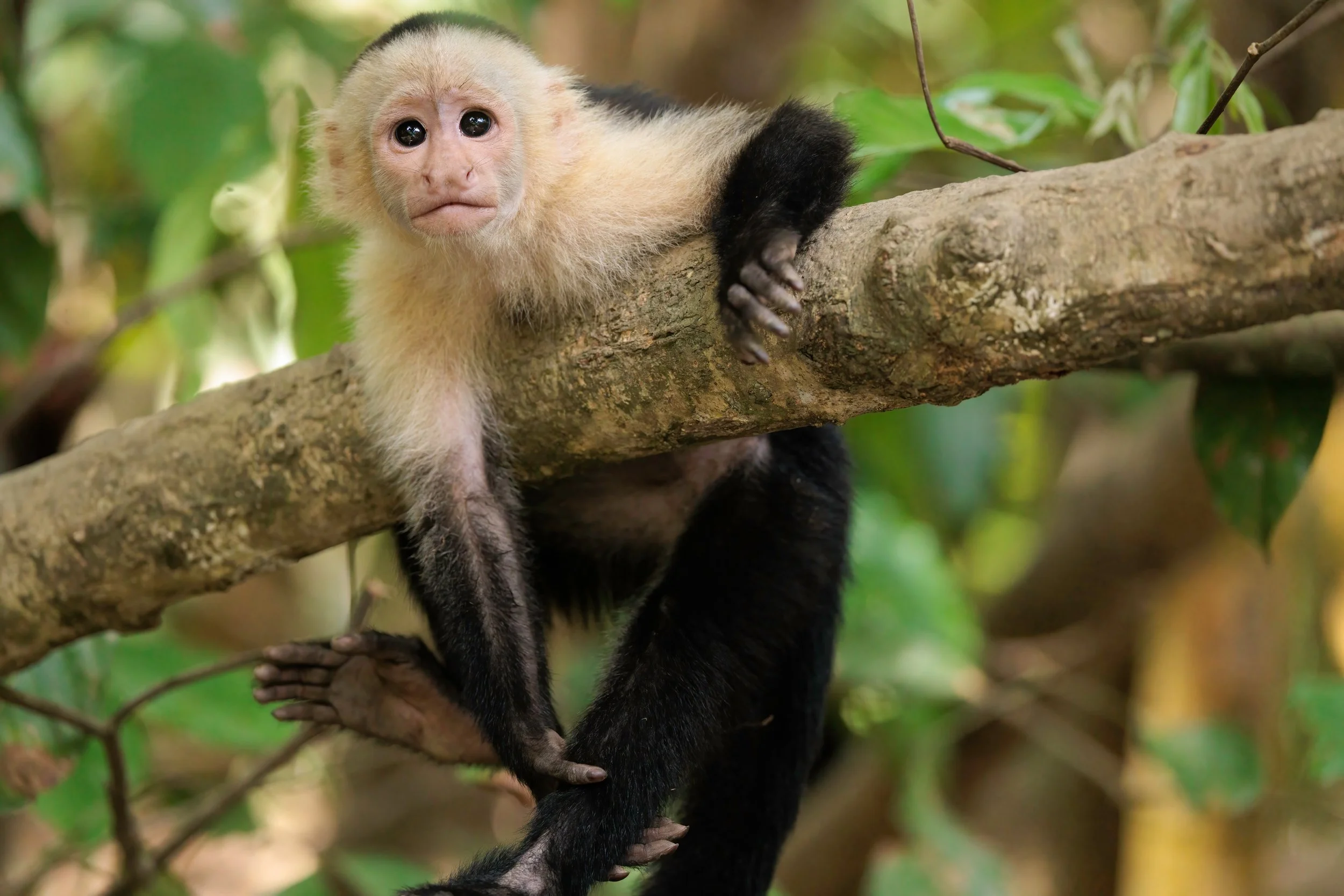 Monkey Napping