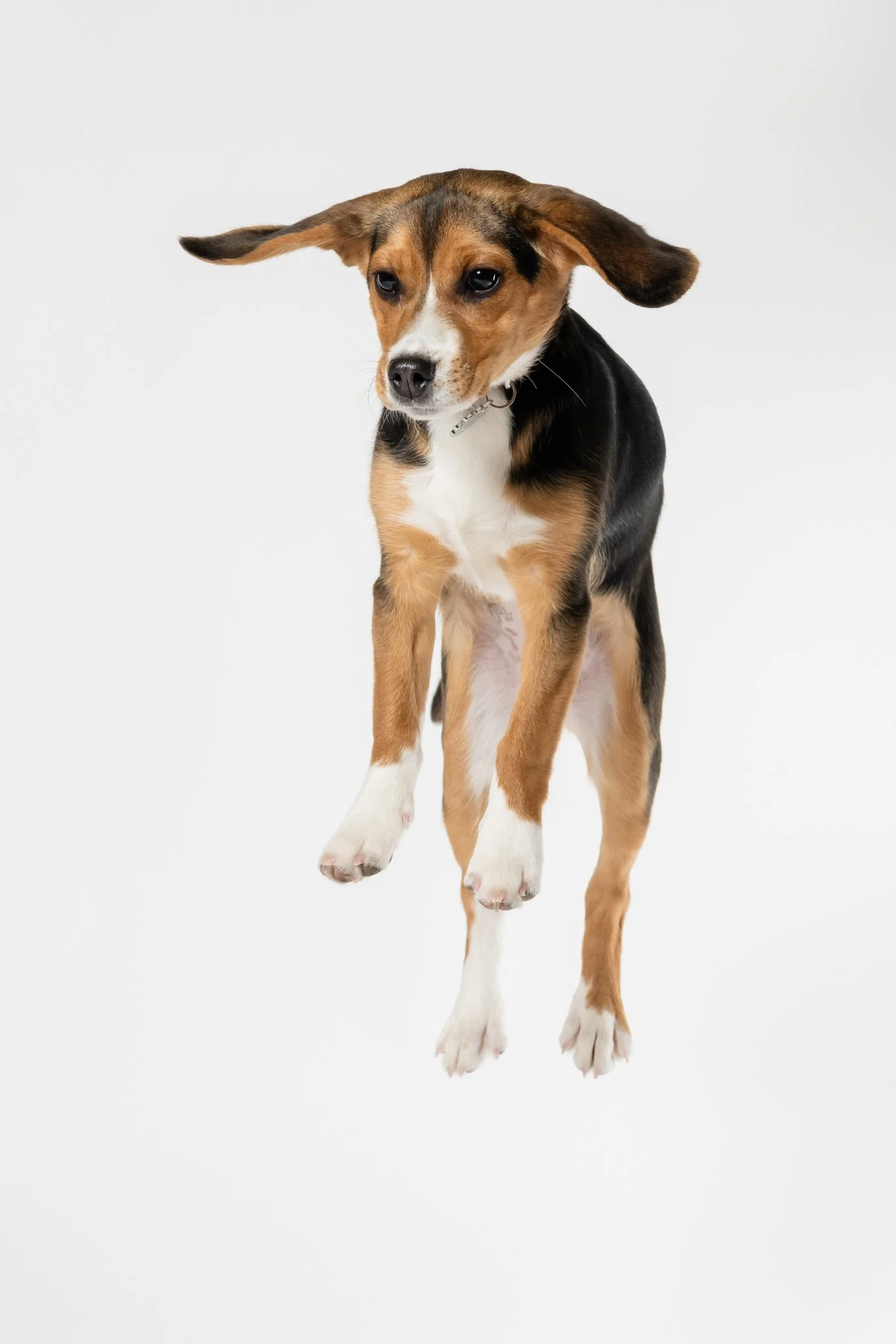 Young tricolor beagle puppy mid-air against a plain white background.