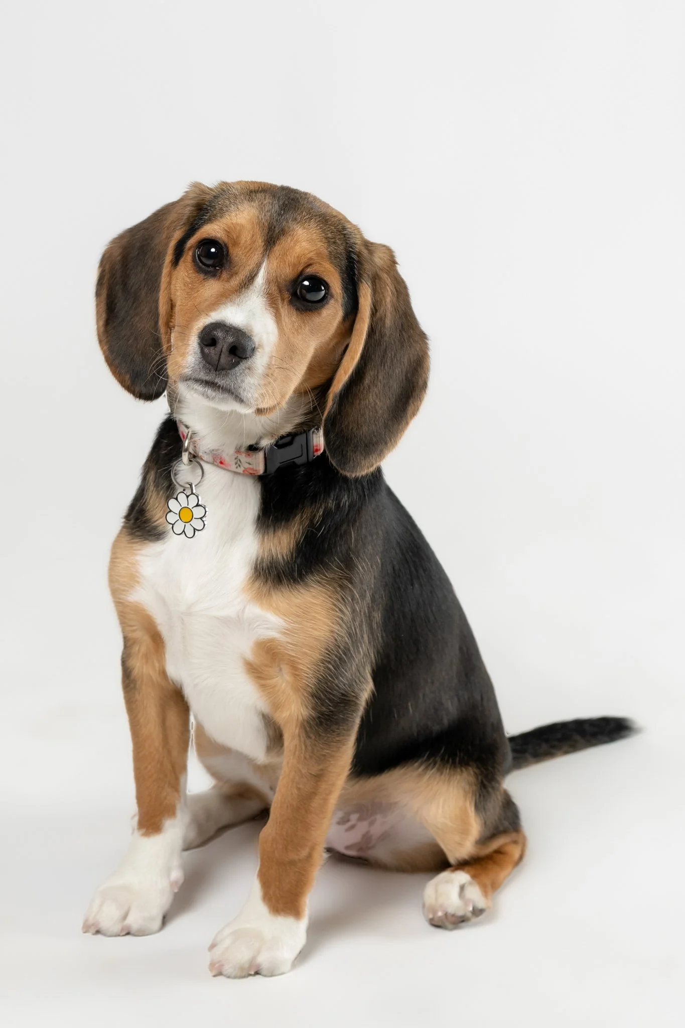 A cute puppy sitting on a white background, with brown, black, and white fur, floppy ears, and a daisy-shaped tag on its collar.